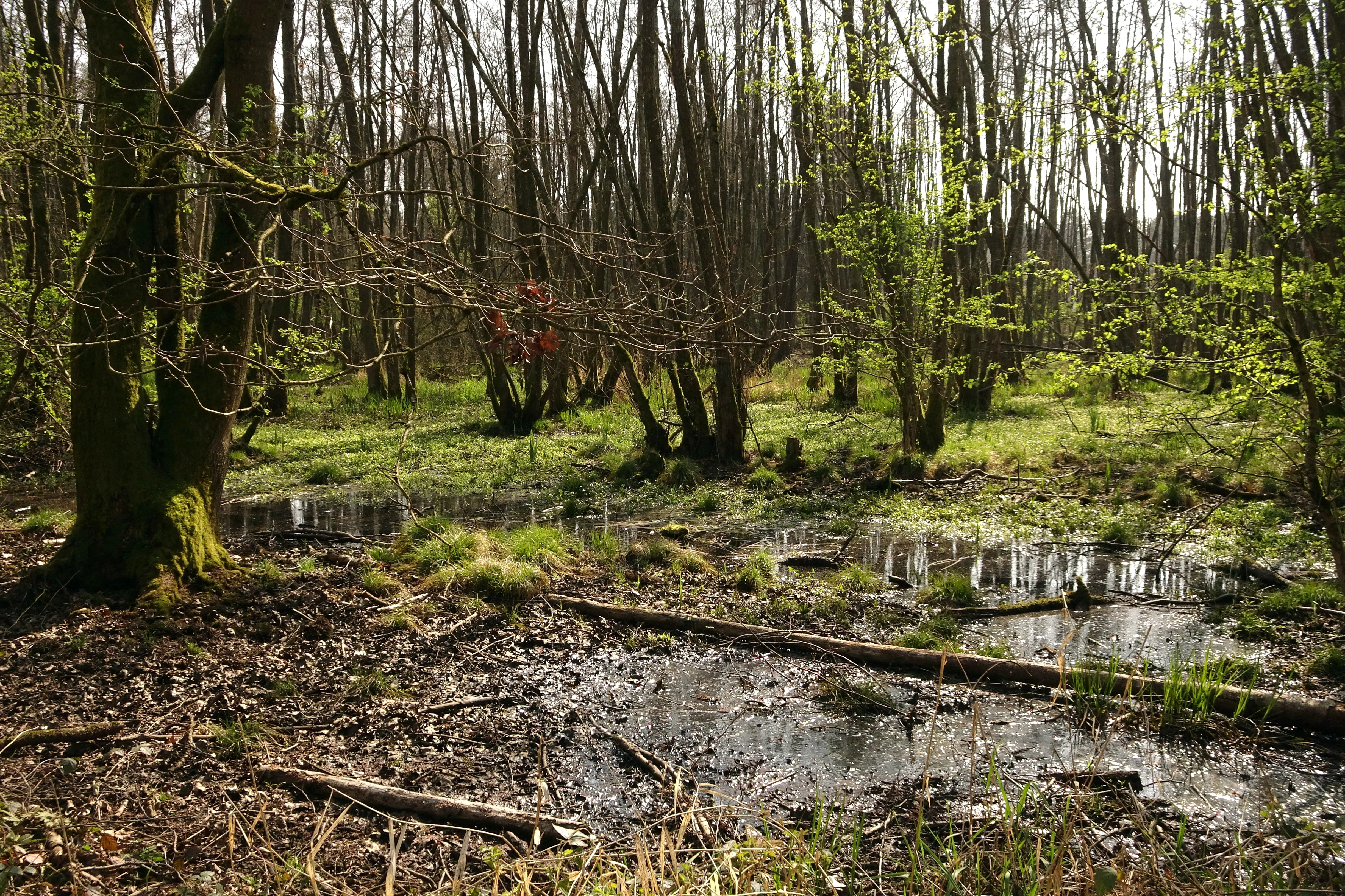 A swamp forest with standing water, fallen logs, and young green foliage on trees, representing a wet woodland ecosystem.
