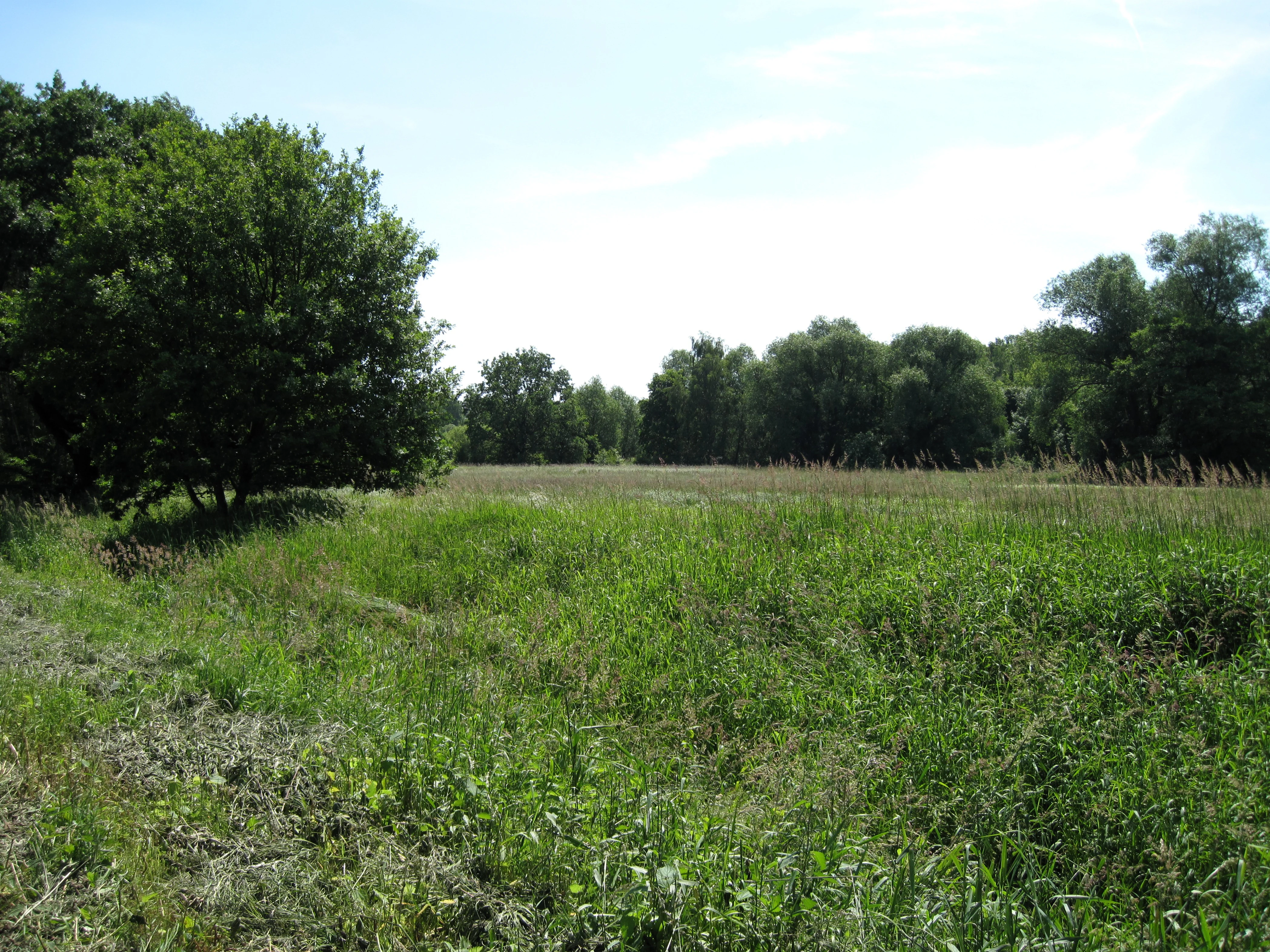A view of a grassy meadow with a large tree in the foreground and a dense line of trees in the background under a blue sky.