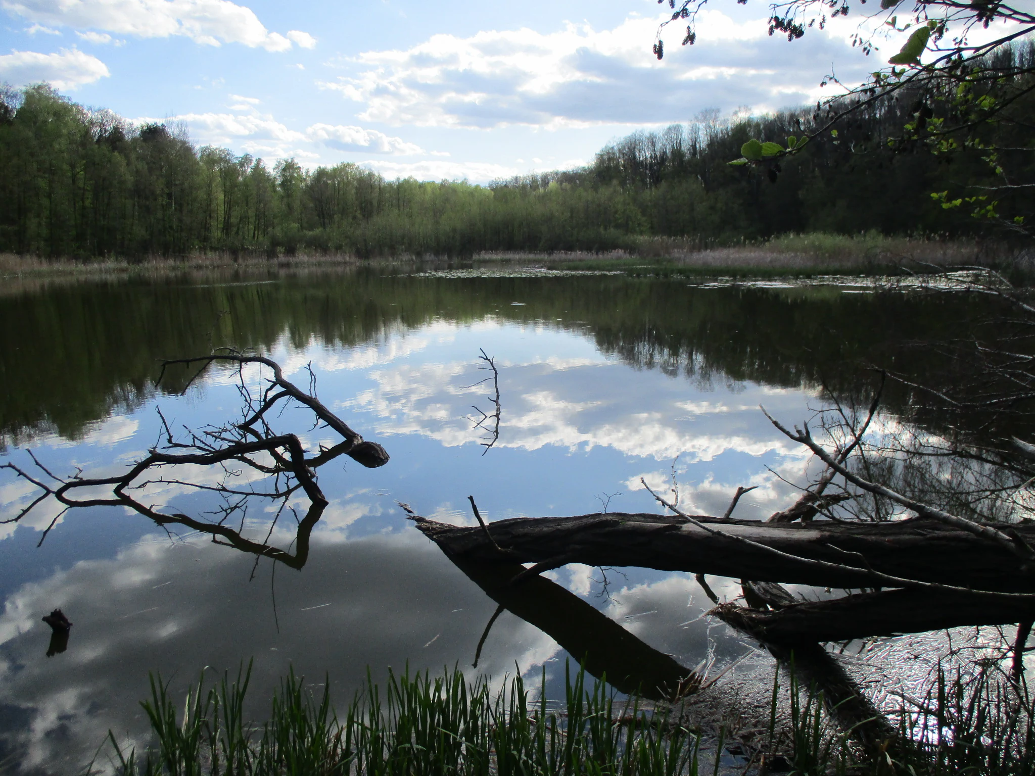 A calm lake reflection showing blue sky and white clouds, with dark tree branches and a fallen log in the foreground and a lush green forest bank in the distance.