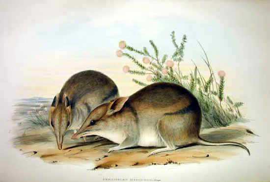 A vintage scientific illustration of two Western Barred Bandicoots foraging on sandy ground near small green plants with pink flowers.