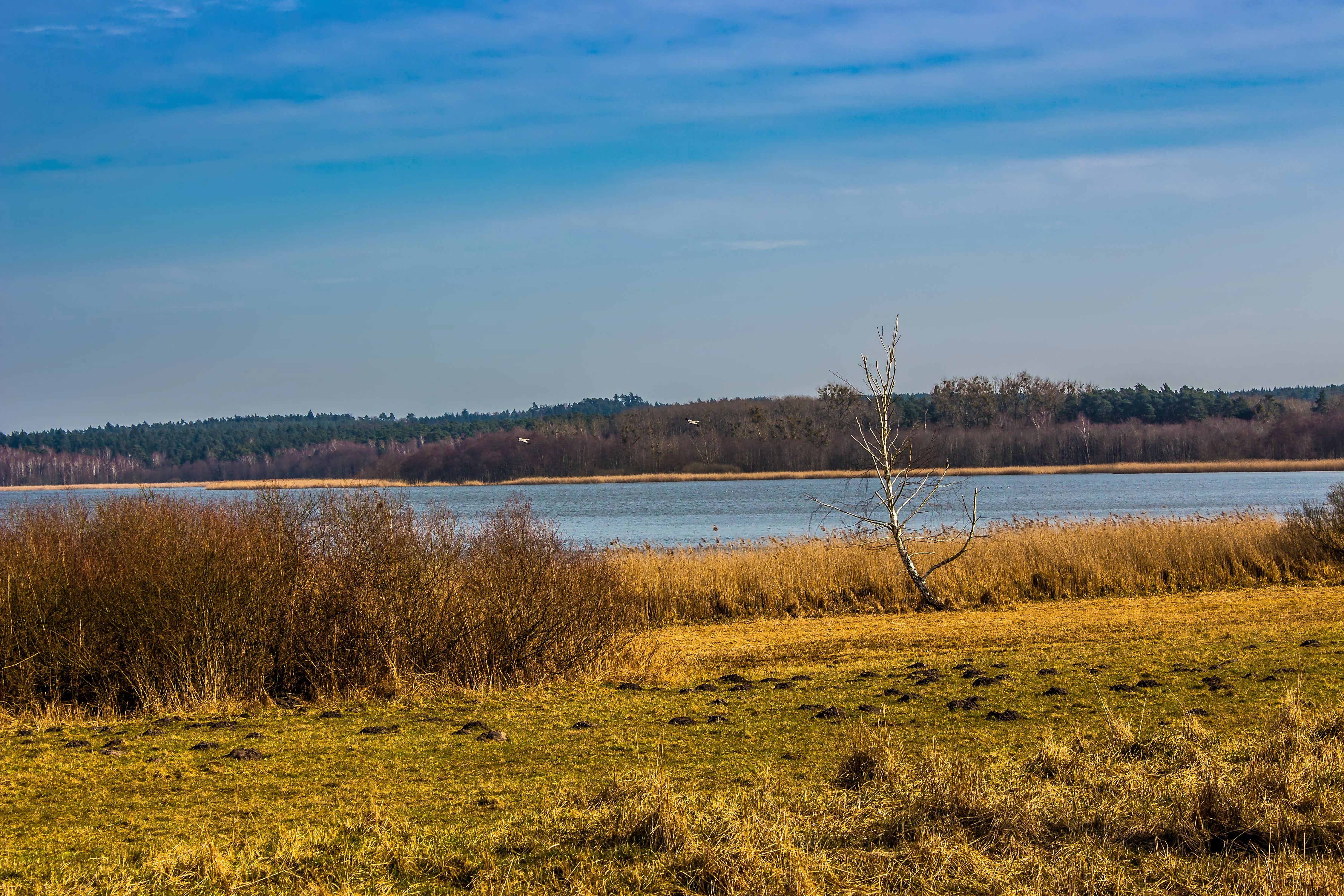 A calm lake viewed from a grassy, autumn-toned meadow, with a bare tree in the foreground and a line of dark forest trees along the horizon.