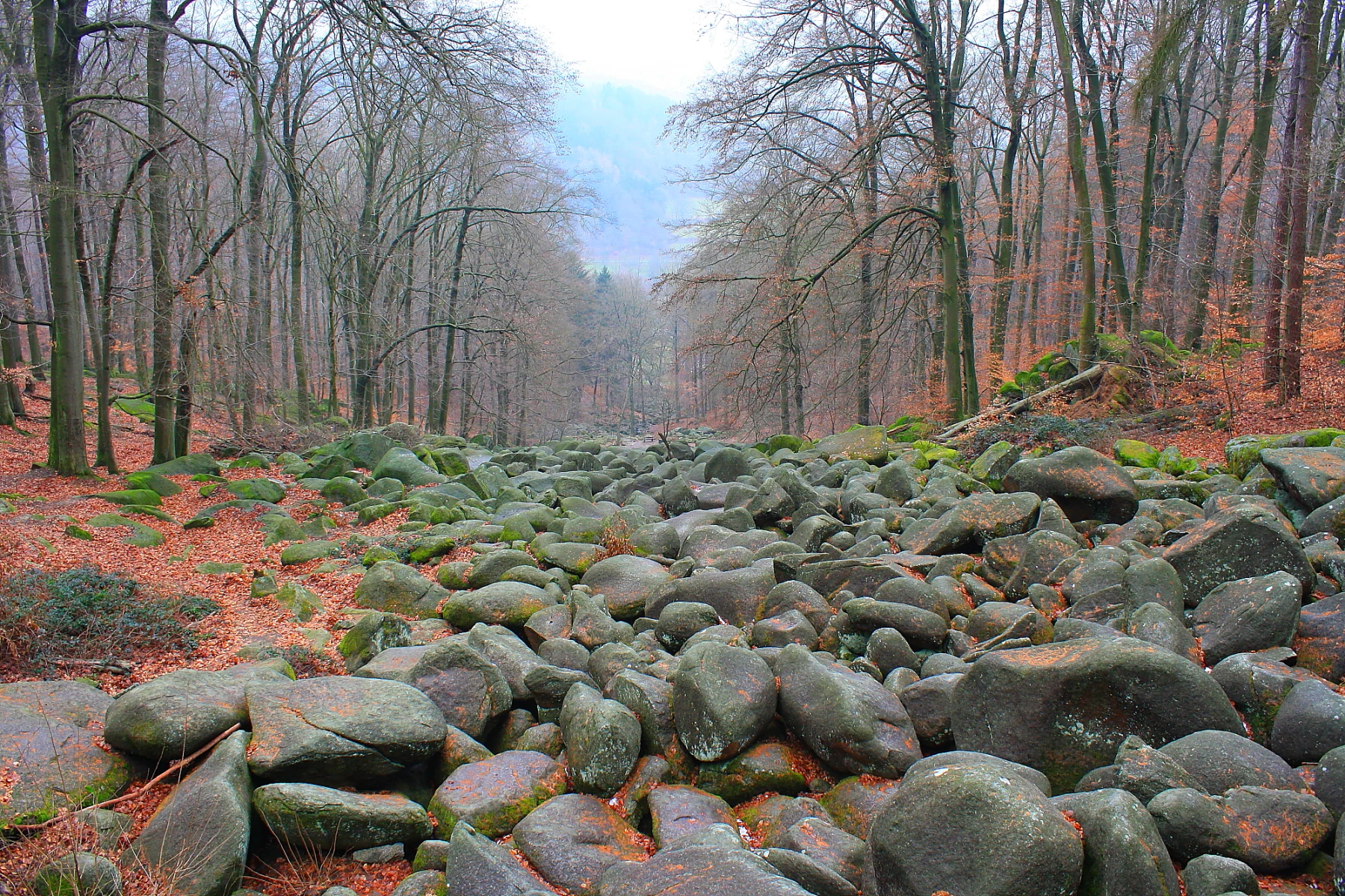 A wide view of a large, boulder-filled slope known as the Felsenmeer, surrounded by a dense forest of tall, leafless trees under a hazy sky.