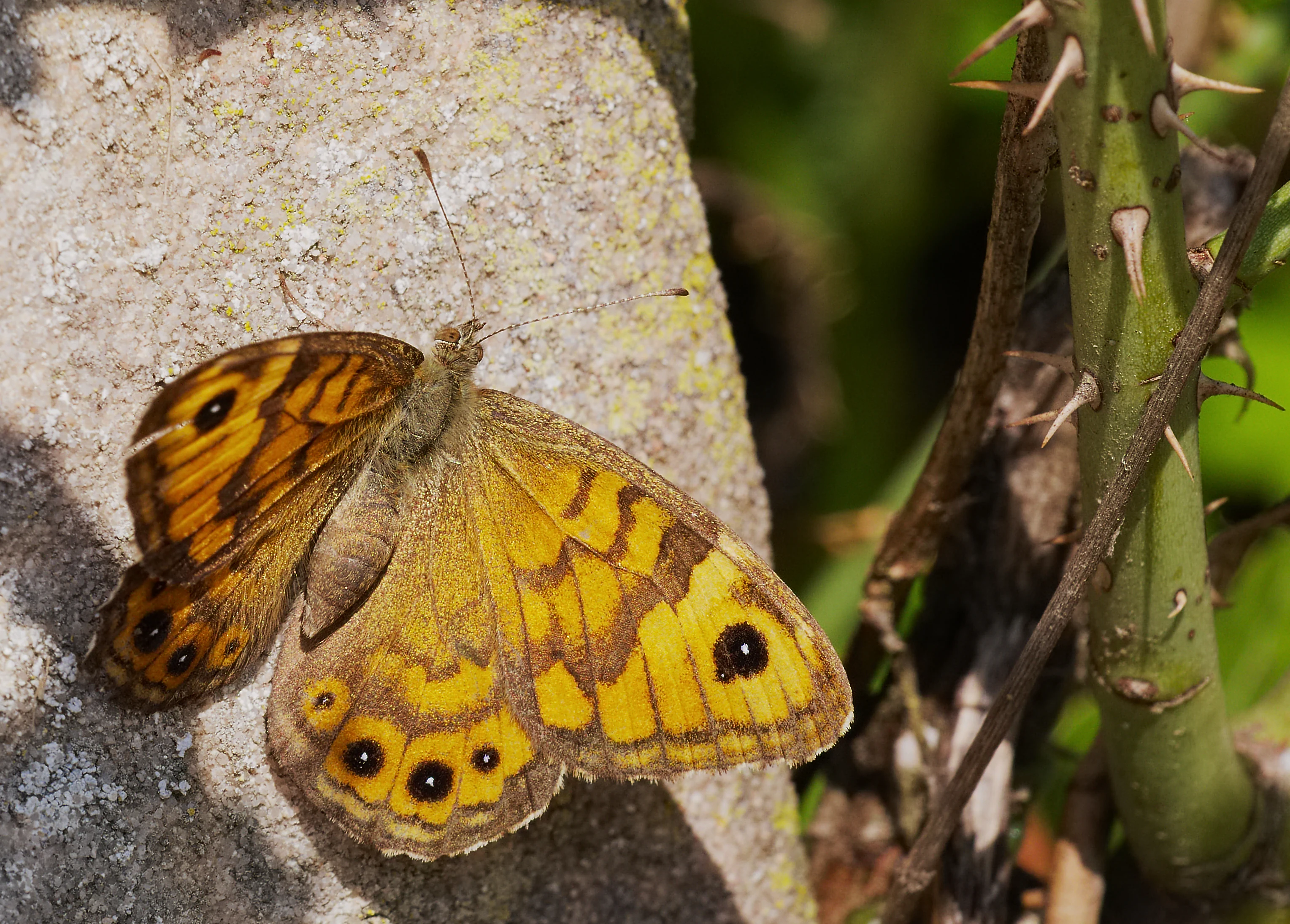 Una vista de cerca de una mariposa lobo de color marrón y naranja con distintivos ocelos, posada sobre una piedra de color claro junto a un tallo de planta espinoso y verde.