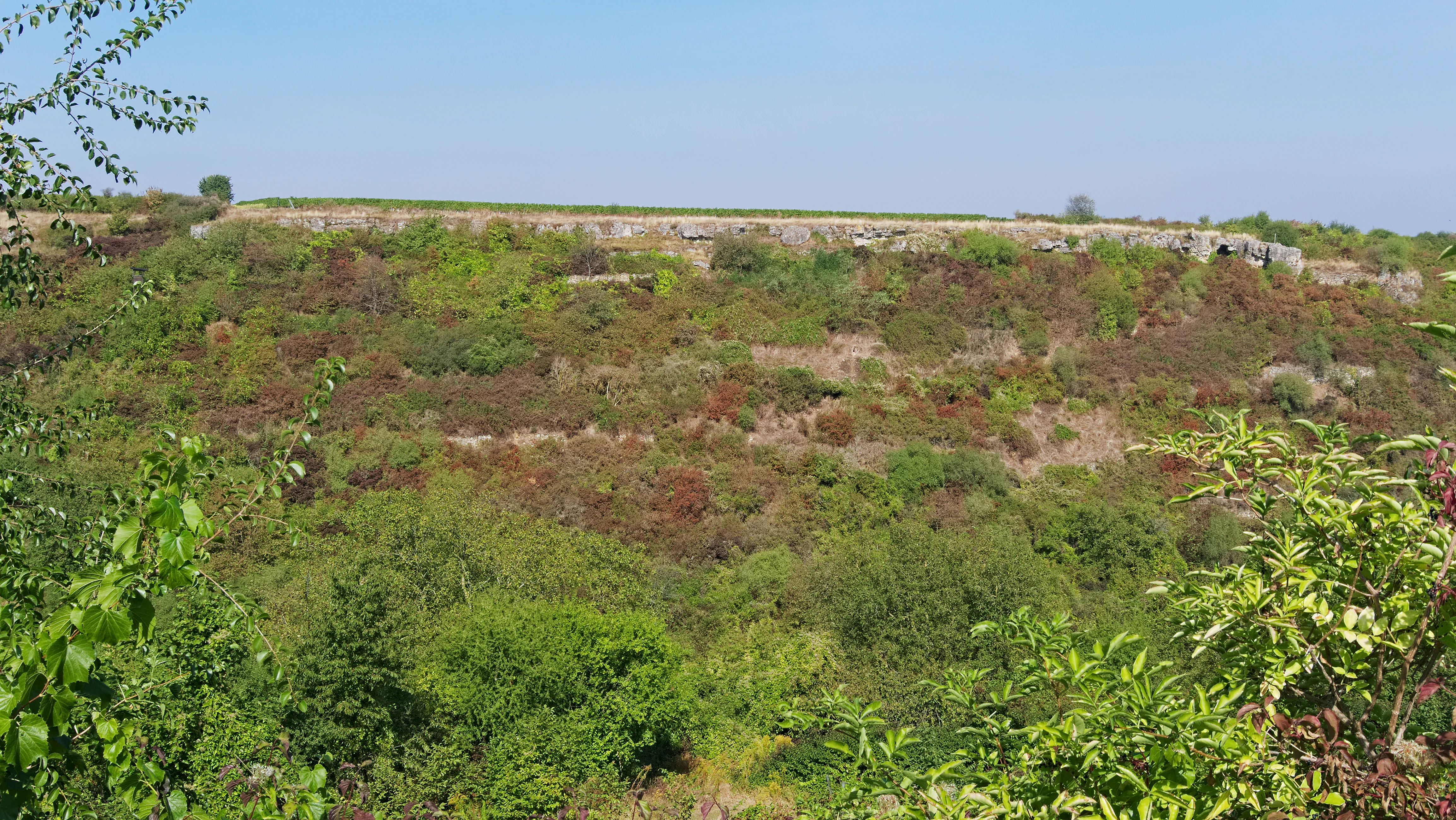 Una vista amplia a nivel de los ojos de la reserva natural Felsenberg-Berntal, que muestra una ladera cubierta de arbustos y vegetación herbácea con un borde de acantilado de piedra caliza al fondo bajo un cielo despejado.