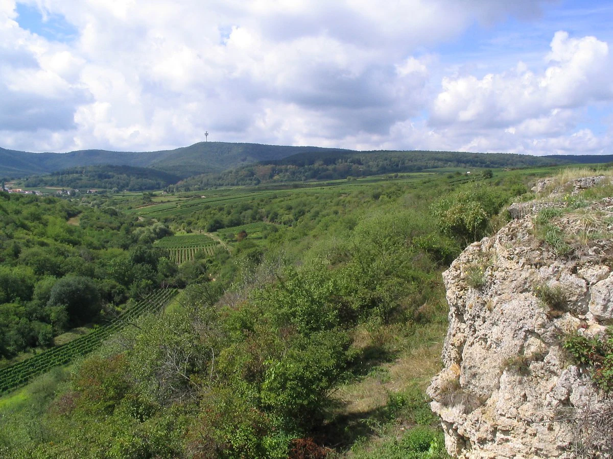 Una vista panorámica al aire libre que muestra un acantilado de piedra caliza rocosa en el primer plano derecho, con vistas a un exuberante valle verde con hileras de viñedos, colinas onduladas y un bosque al fondo bajo un cielo azul con nubes blancas.