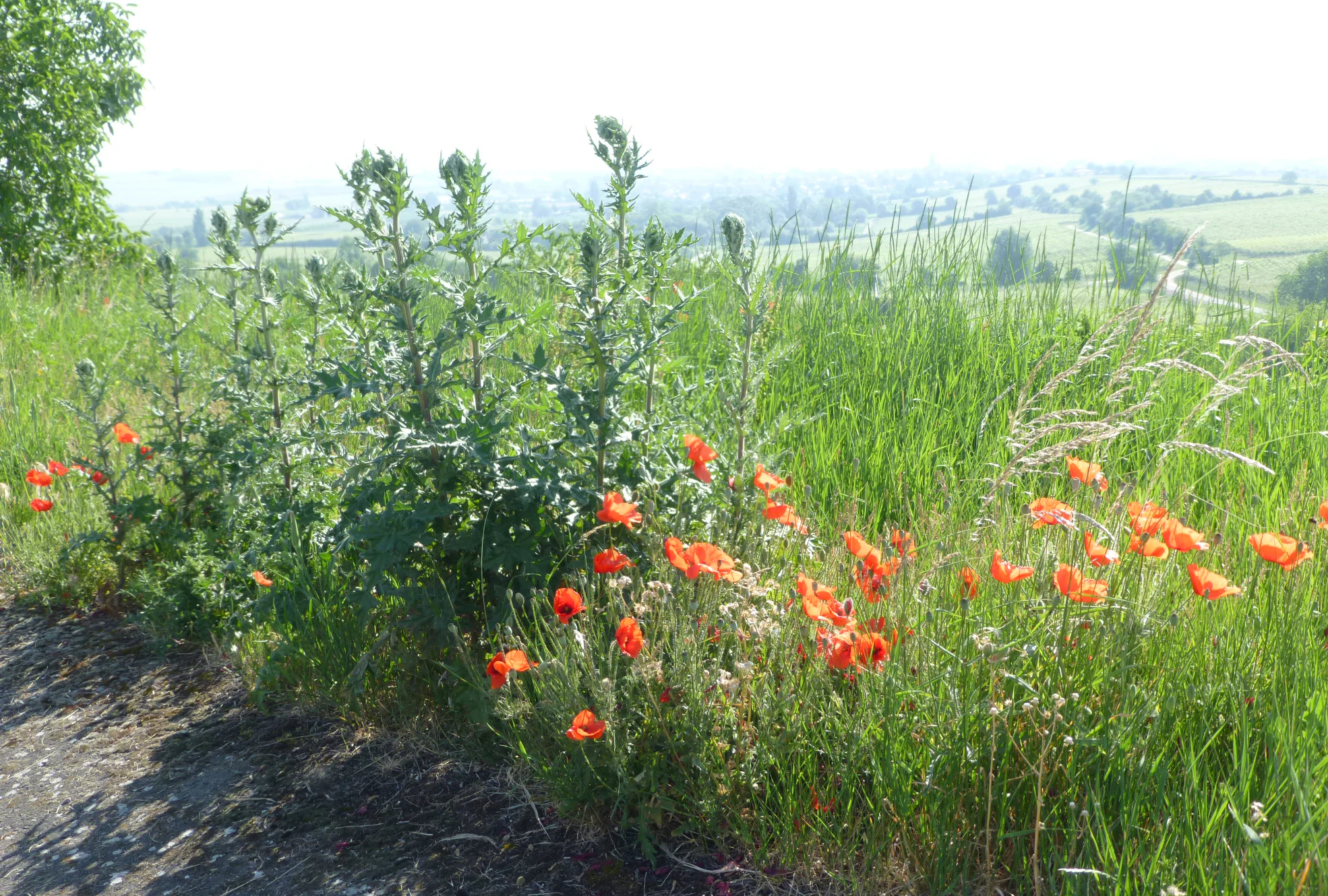 Un grupo de amapolas rojas y altos cardos verdes que crecen en una pradera herbosa con un fondo suave y brillante.