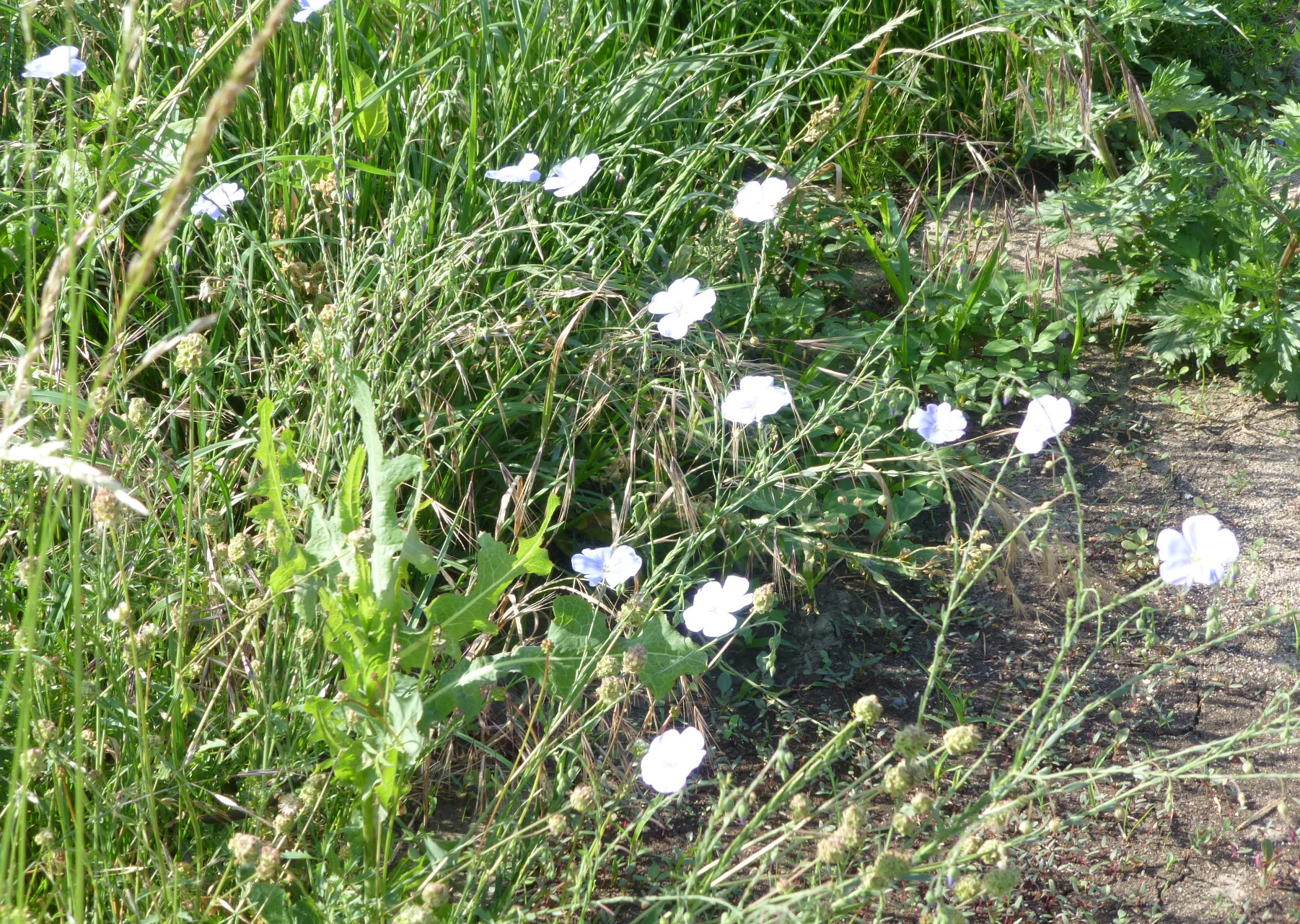Una vista de cerca de pequeñas flores silvestres blancas de cinco pétalos que crecen entre hierba alta y verde en un prado.