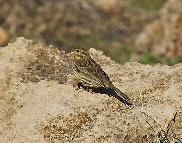 Un escribano soteño con plumaje pardo y veteado amarillo posado sobre una roca caliza de color claro y textura rugosa.