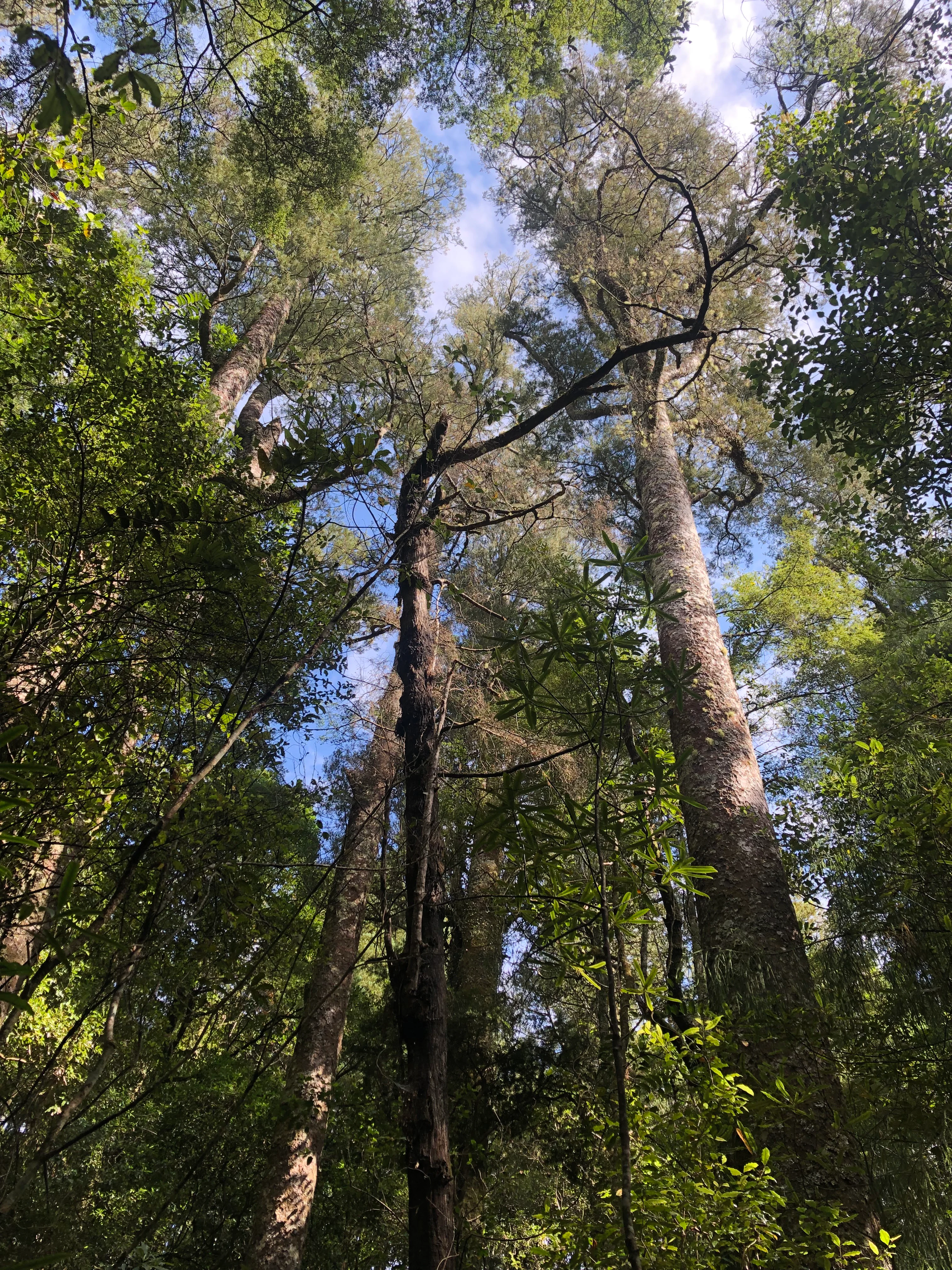 Looking upward through the dense forest canopy, several tall, mature trees reach toward a patch of blue sky visible through the leaves.