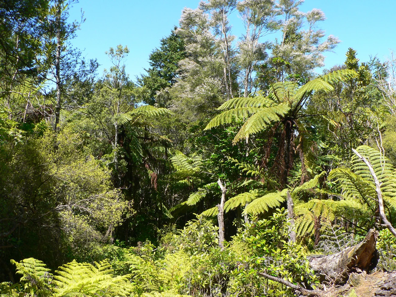 A sunny view of a dense native forest in New Zealand with prominent tree ferns and various native tree species under a clear sky.