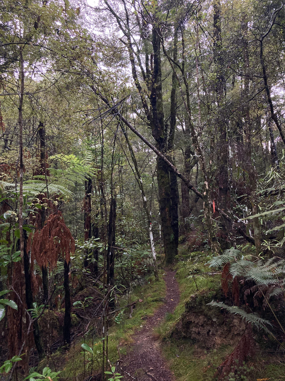A narrow, dirt hiking trail leads into a dense forest with tall trees and thick undergrowth, including ferns.