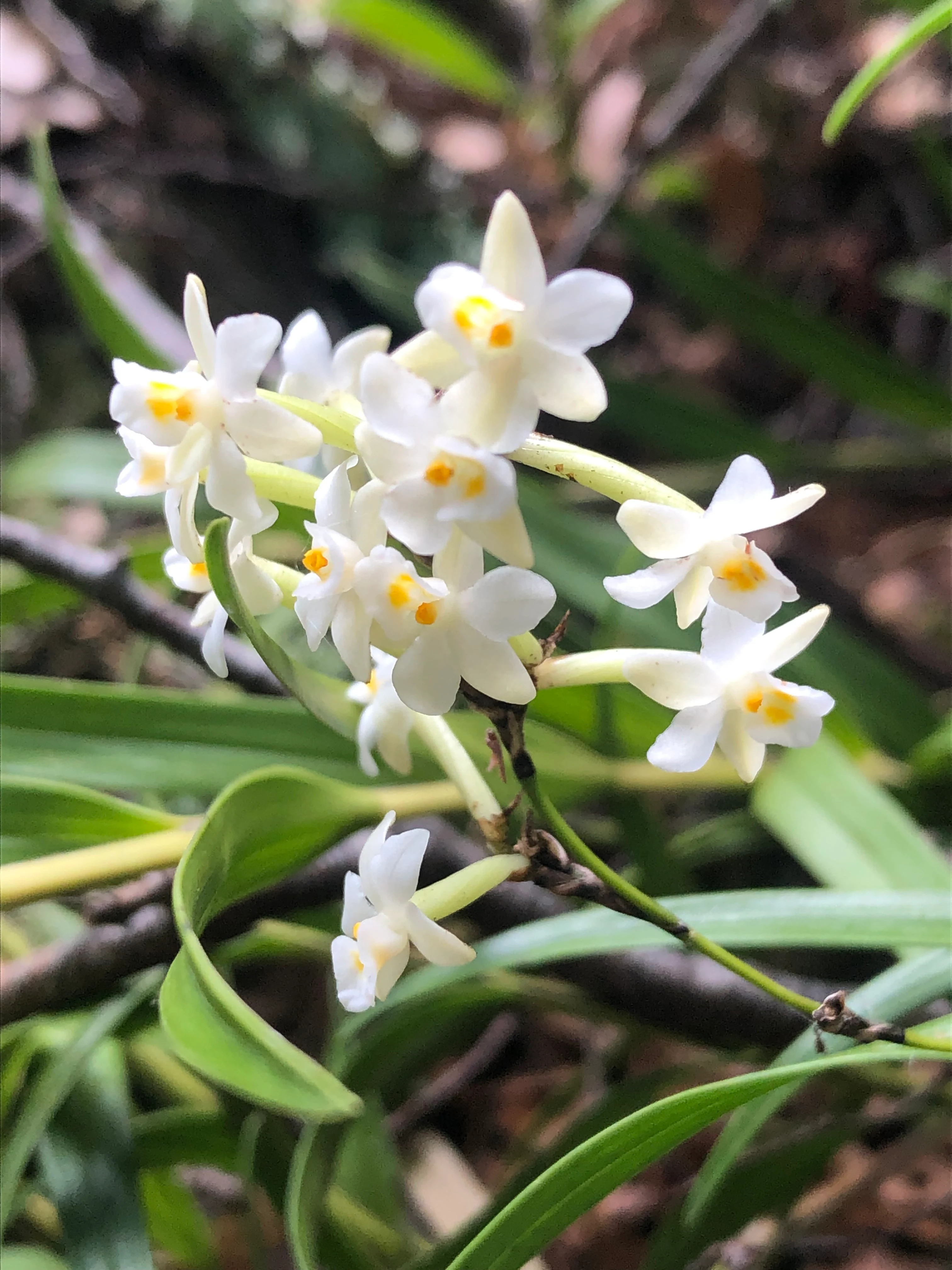 A cluster of small, white, star-shaped flowers with yellow centers, known as Earina autumnalis, growing among green leaves in a forest environment.