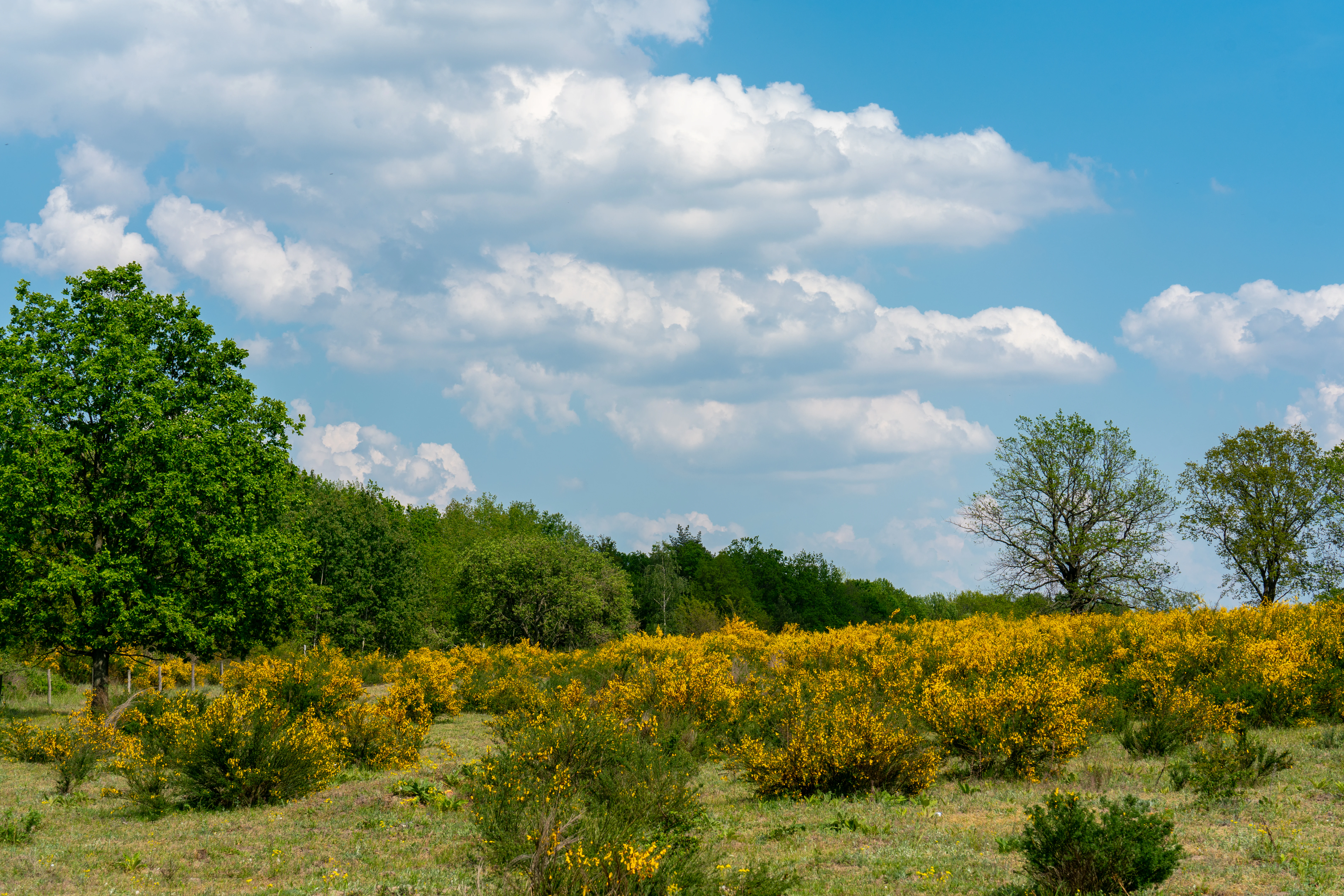 A field filled with yellow flowering broom bushes under a bright blue sky with scattered white clouds, bordered by a line of green trees.