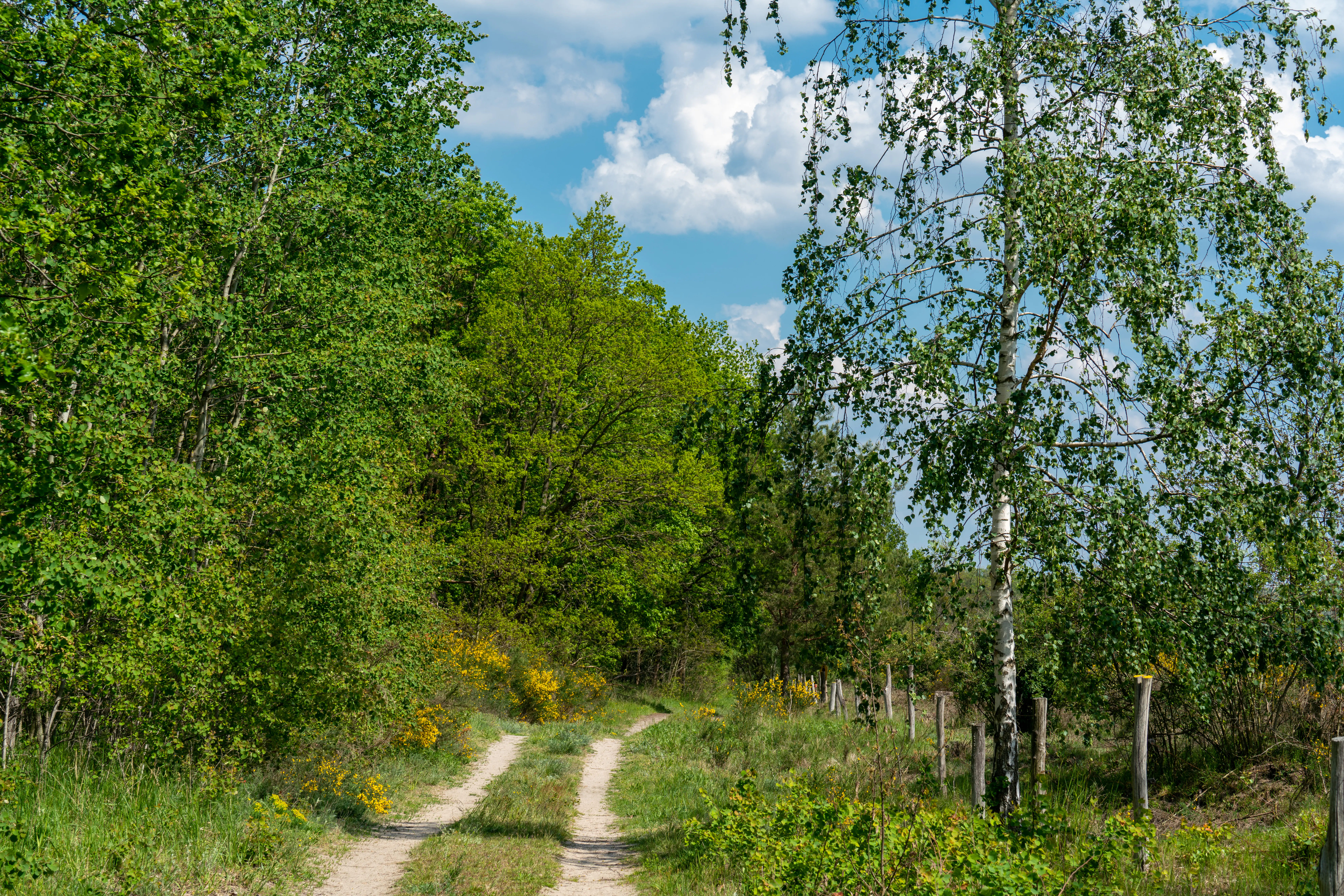 A dirt trail winds through a vibrant green forest under a blue sky with white clouds, with birch trees lining the right side.