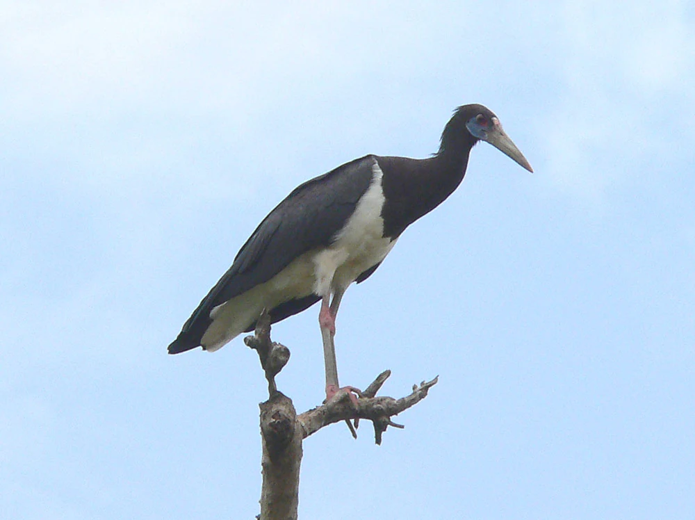 An Abdim's stork with dark plumage, a white belly, and a pale beak perched on top of a bare tree branch against a bright sky.