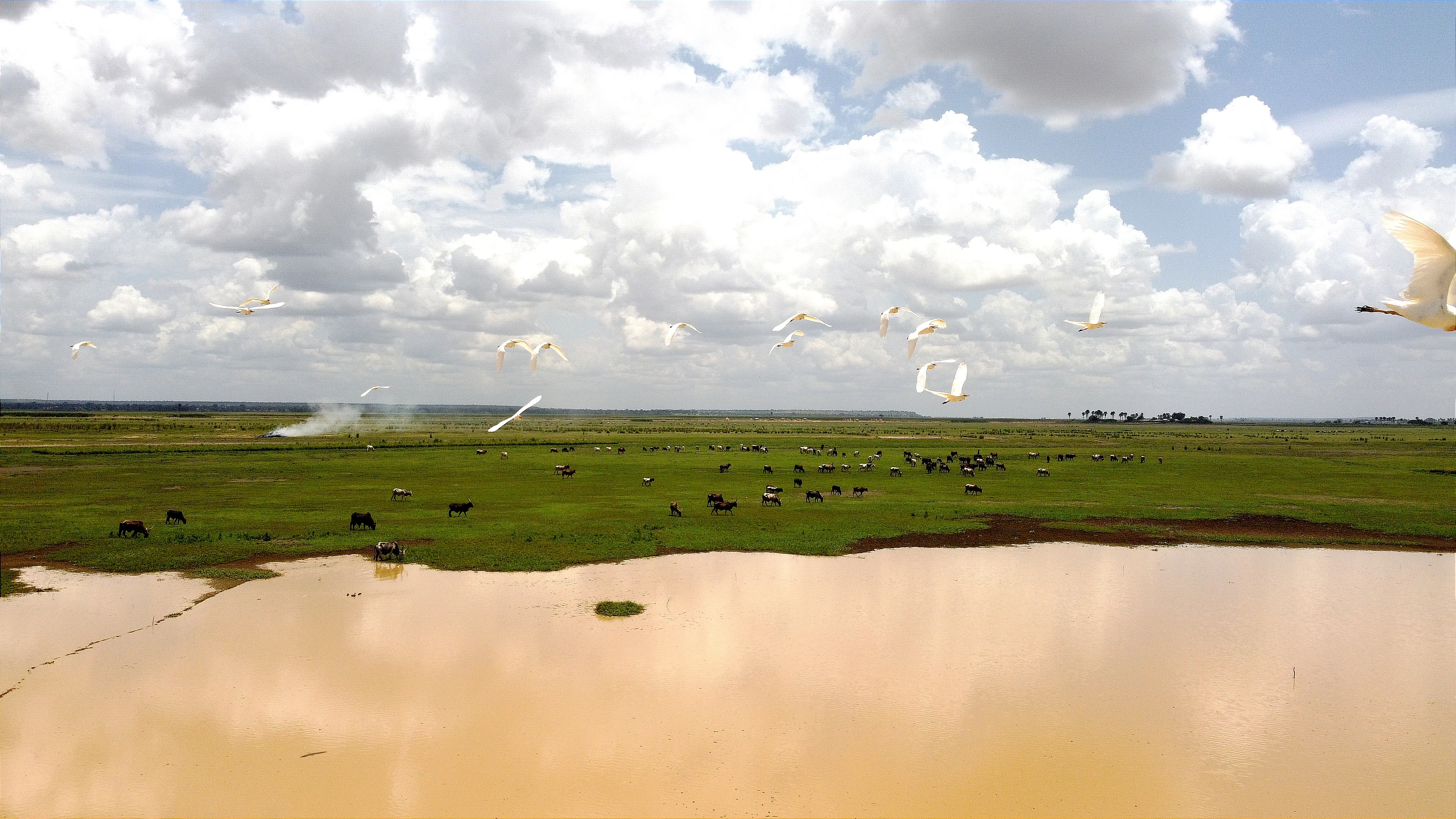 A wide view of a shallow wetland with a muddy pond in the foreground and a green grassy plain in the background, with a flock of white cattle egrets flying across the sky under a cloudy day.