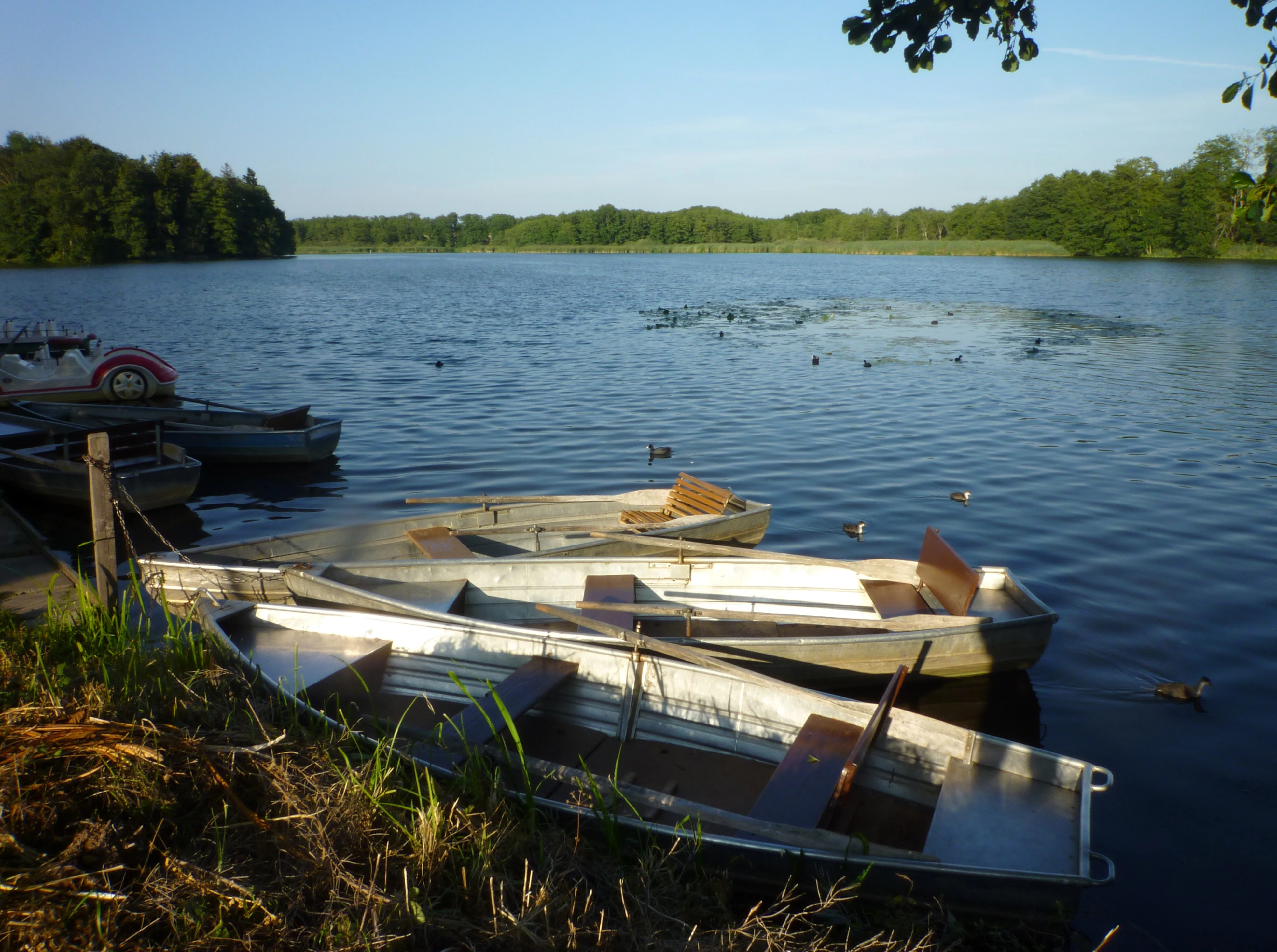 Metal rowboats moored at the edge of a calm lake surrounded by trees and vegetation.