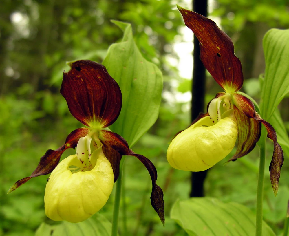 Two yellow and dark red lady's slipper orchids in bloom, with green foliage in the background.