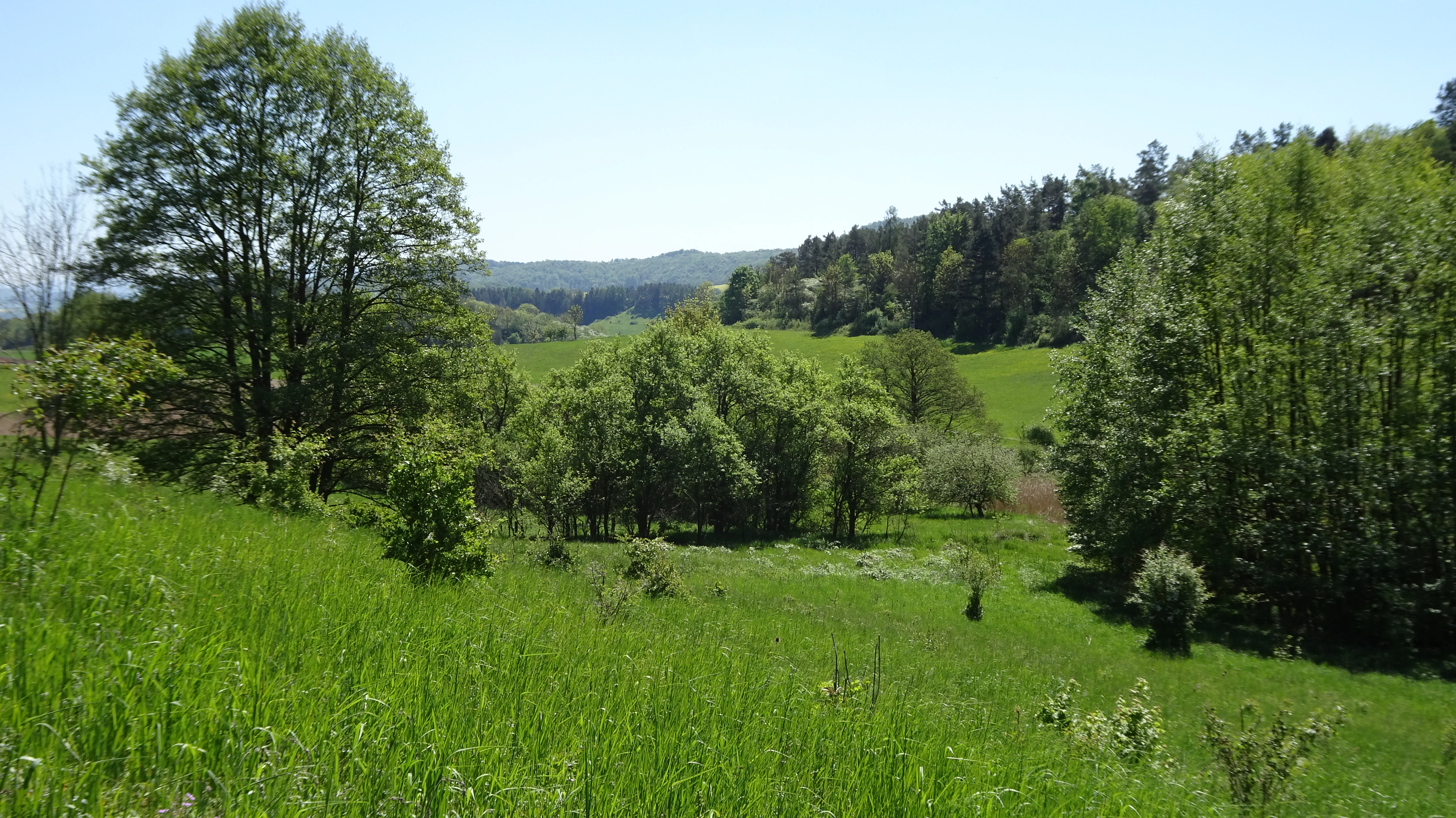 Una pradera verde con árboles y arbustos dispersos que se adentra en un bosque más denso con colinas onduladas al fondo bajo un cielo despejado.