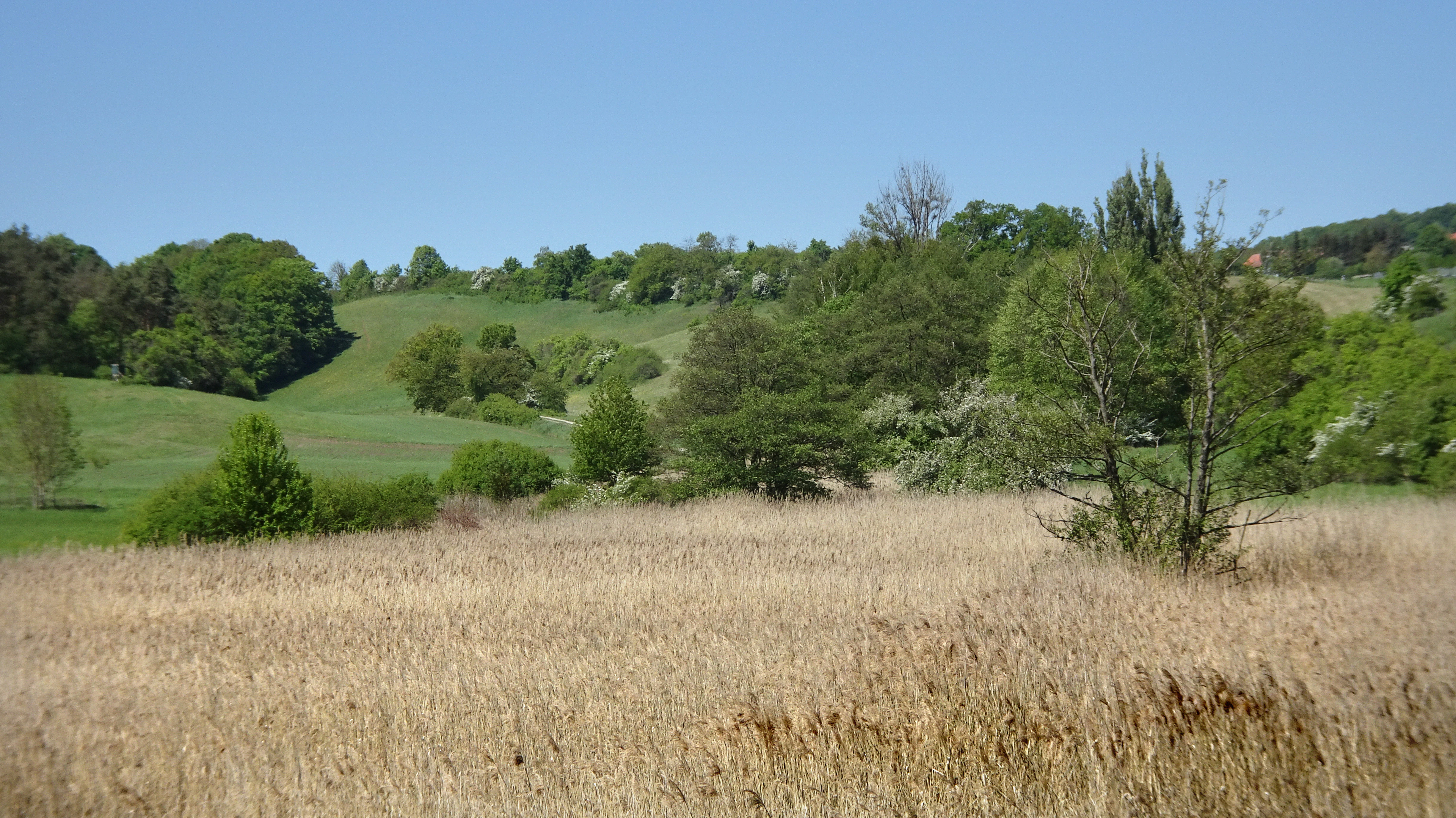 Una vista amplia del paisaje a nivel de los ojos, con una pradera herbácea de color marrón claro en primer plano que transiciona a colinas verdes onduladas y árboles dispersos bajo un cielo azul despejado.