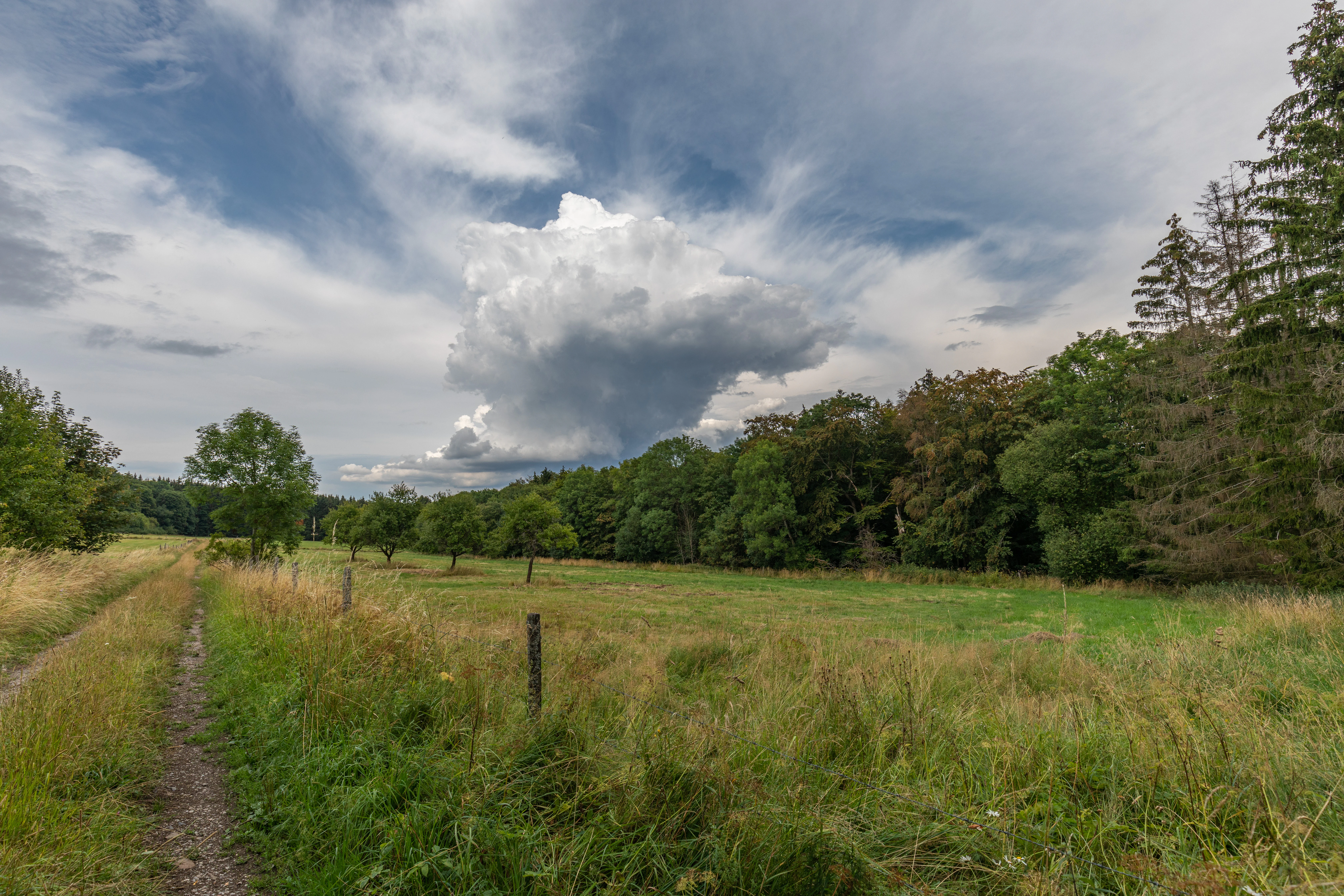 A wide view of a grassy meadow with a dirt path running along the left side, bordered by a dense line of trees under a cloudy sky.