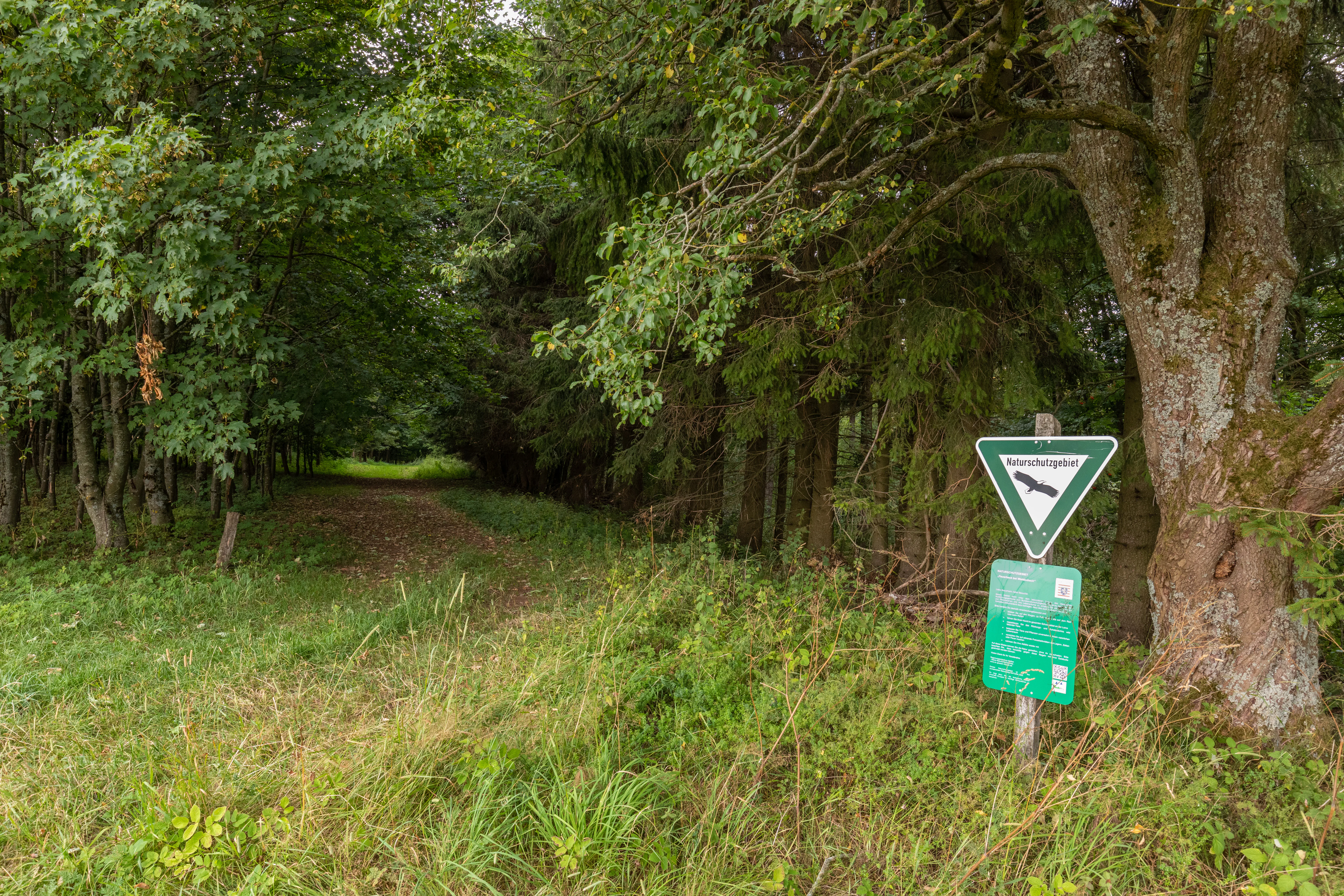 A green triangular nature reserve sign mounted on a post next to a large tree at the edge of a deciduous forest path.