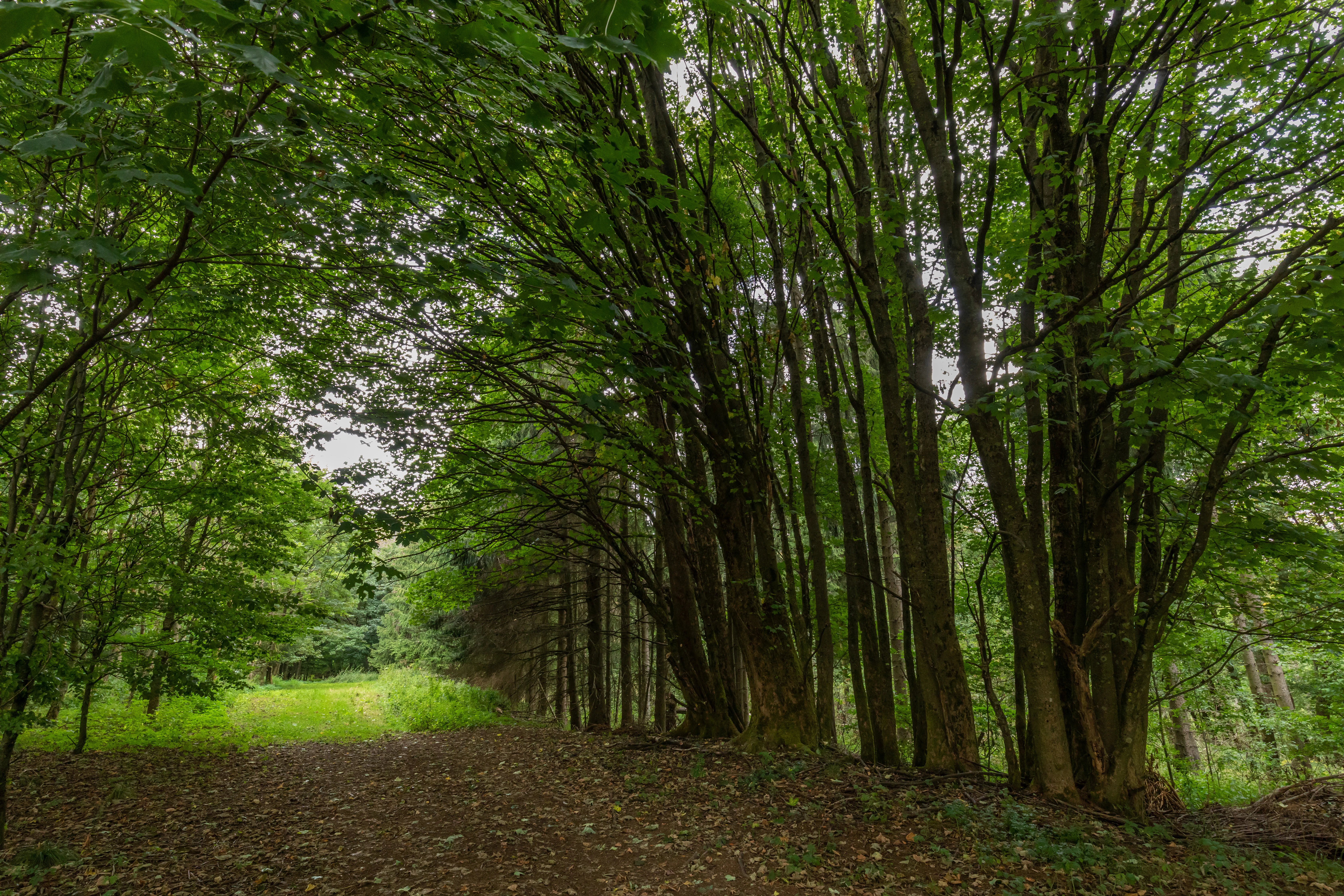 A dirt trail winds through a dense deciduous forest in Germany with lush green canopy and leaf covered ground.