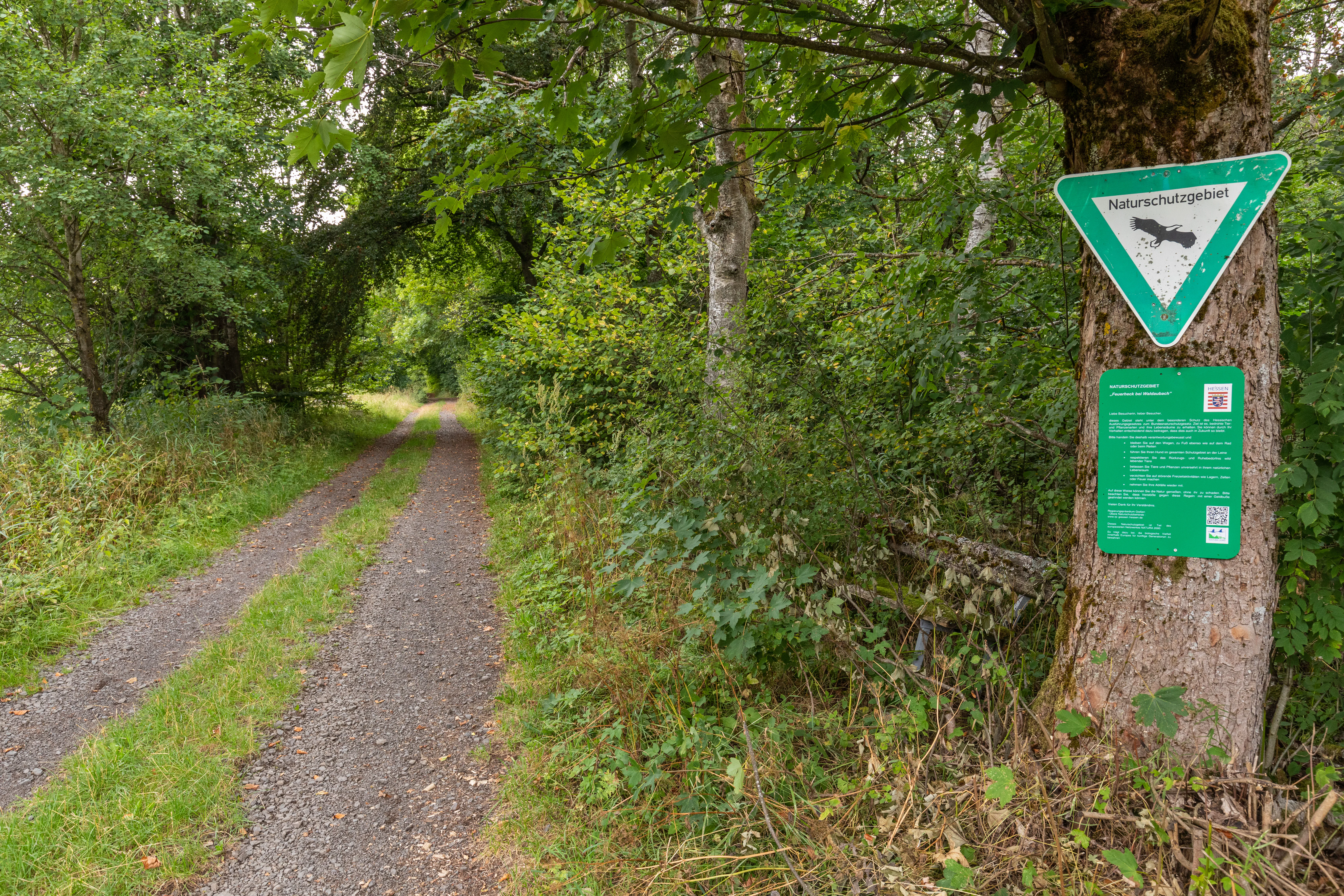 A green triangular Naturschutzgebiet nature reserve sign attached to a tree trunk beside a gravel forest path.