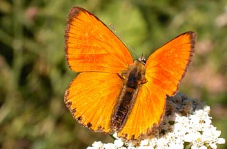 Top-down view of a bright orange Scarce Copper butterfly with dark wing borders, perched on a small cluster of white flowers.