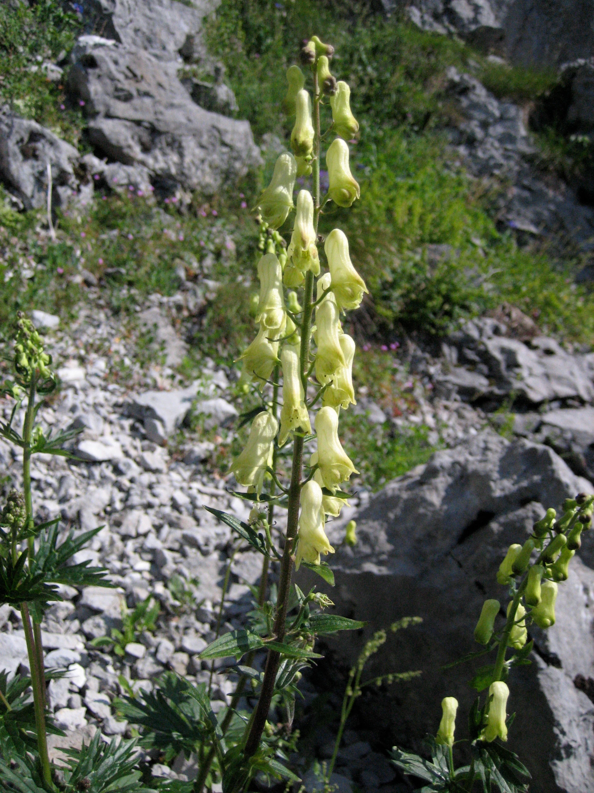 A close-up view of a tall, yellow monkshood plant with pale yellow flowers blooming on a central stalk, set against a background of grey rocks and sparse green vegetation.
