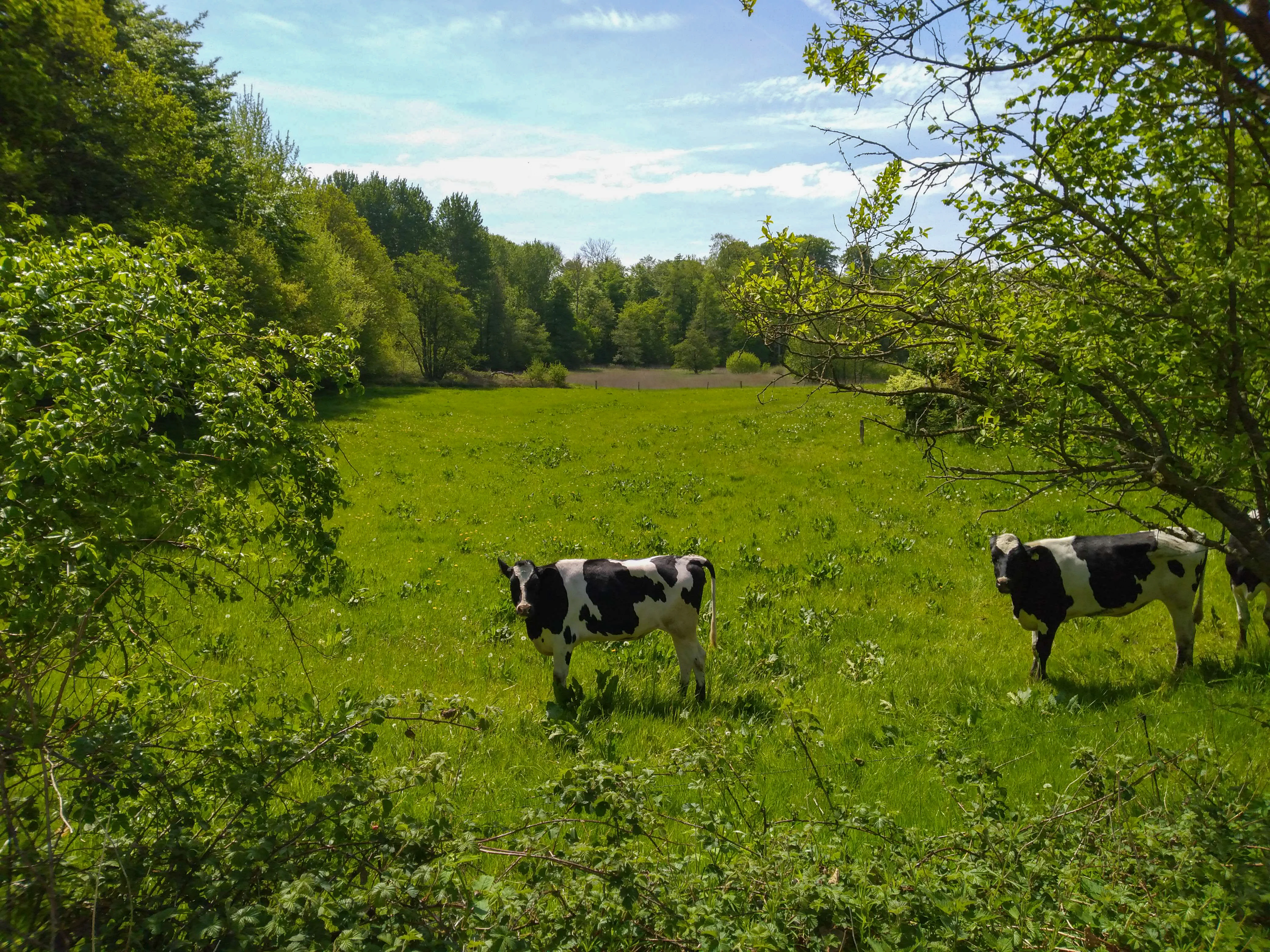 Two black and white Holstein cows standing in a bright green pasture surrounded by deciduous trees under a clear blue sky.
