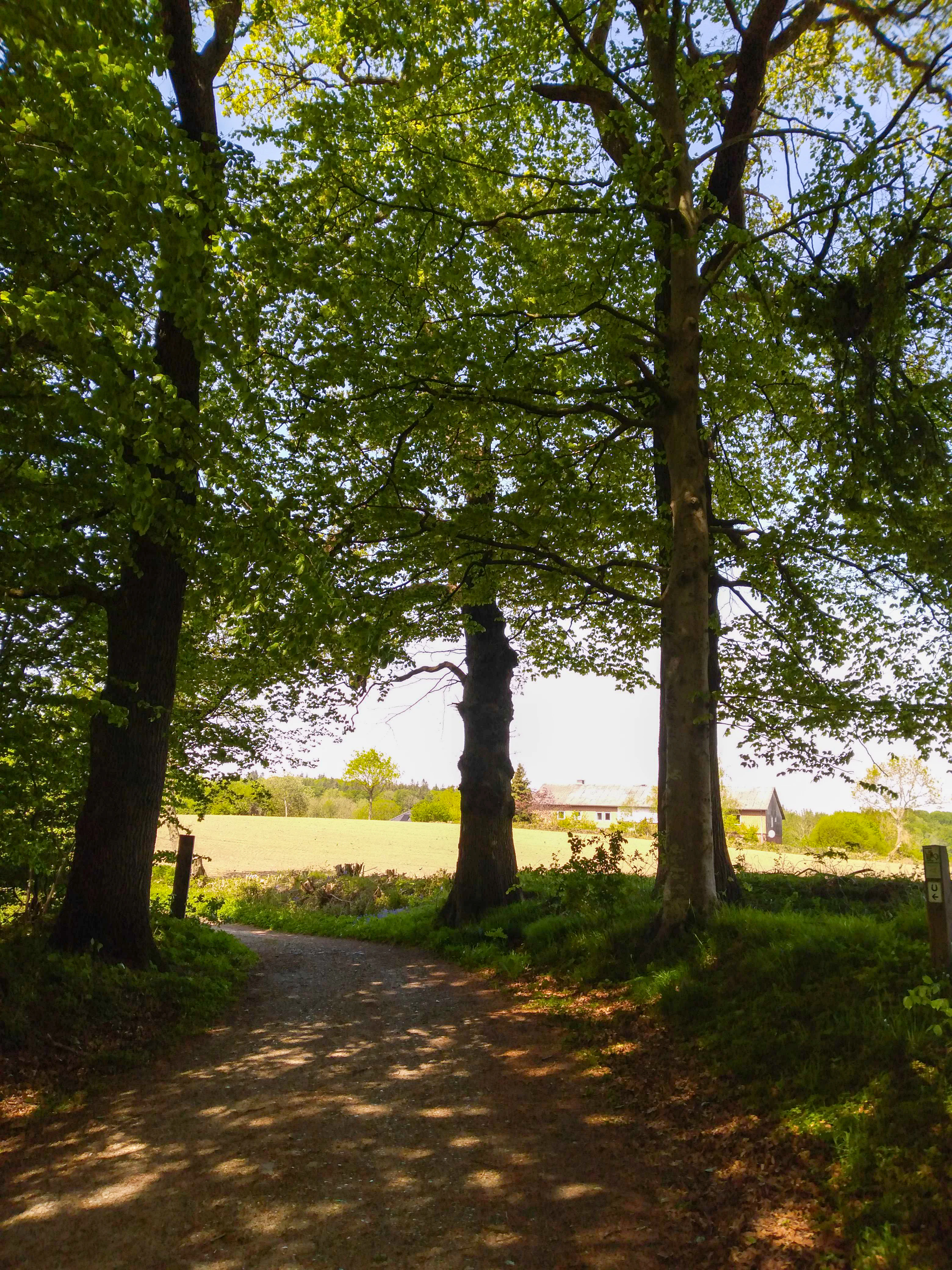 A dirt trail winds out of a leafy forest into an open field with a building visible in the distance.