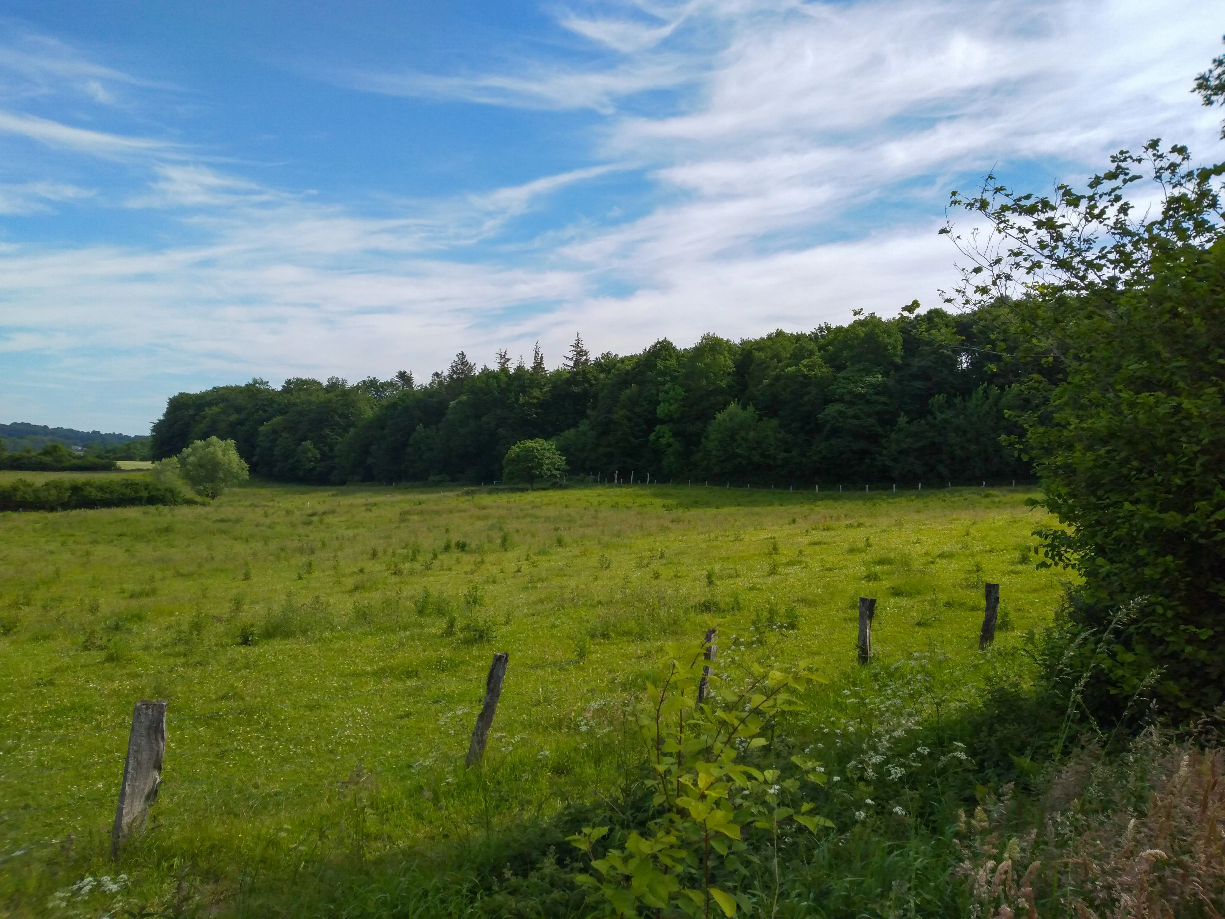 A wide view of a bright green meadow bounded by a line of mature trees under a blue sky with thin wispy clouds.