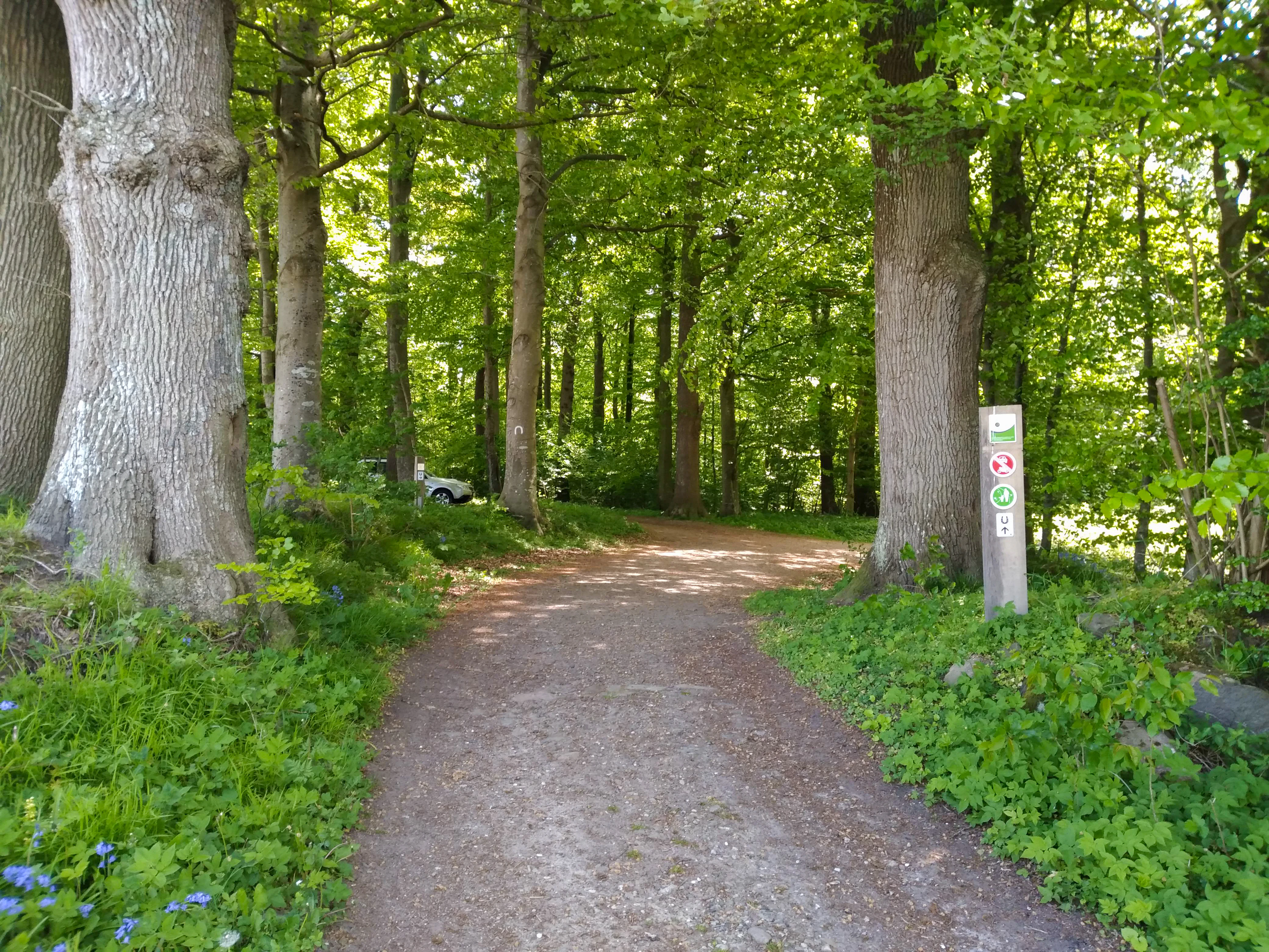 A dirt path flanked by large beech trees enters a lush green forest; a wooden signpost with small circular symbols stands on the right side of the trail.