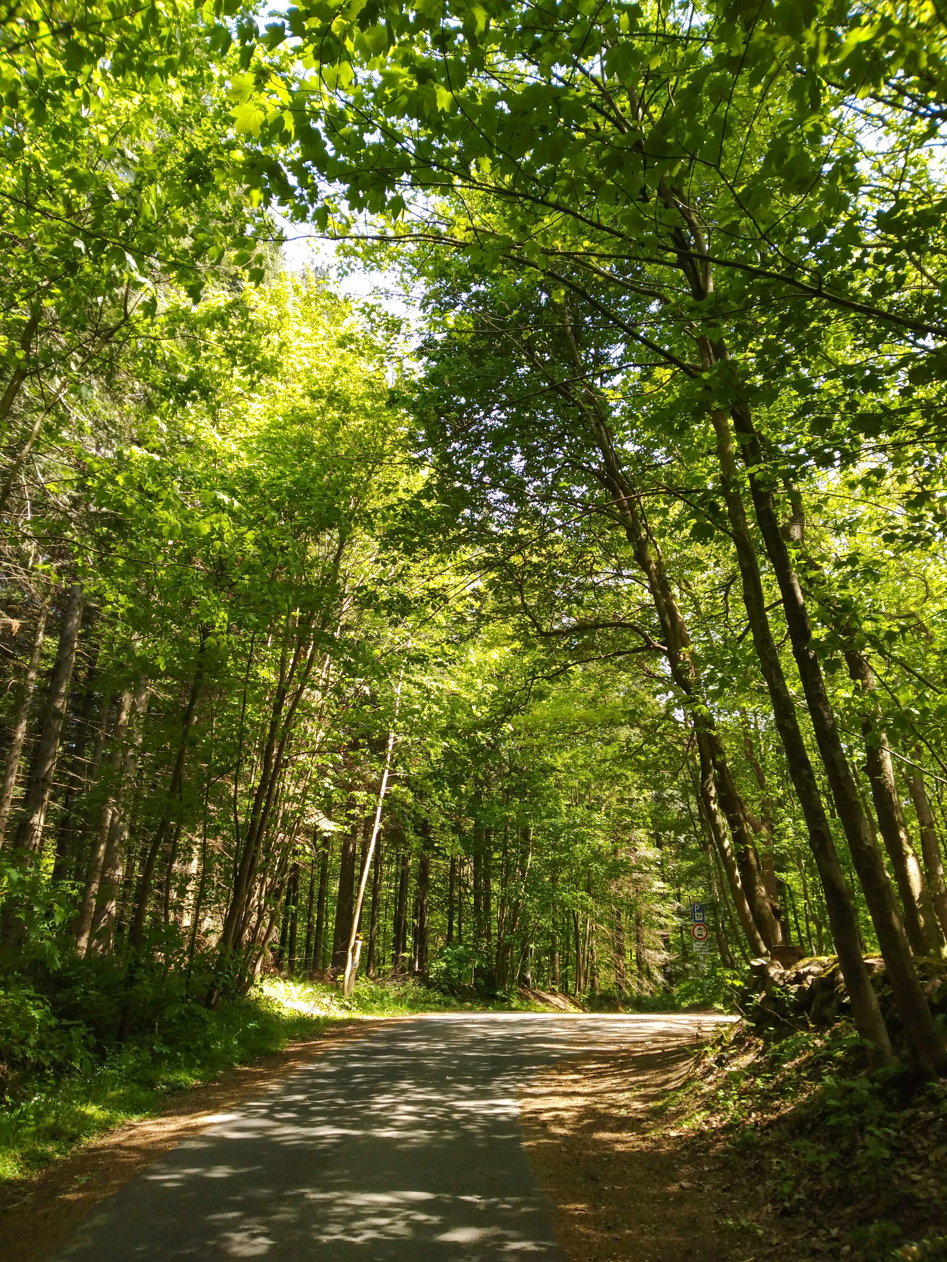 A paved forest path winding through a dense green canopy of deciduous trees with dappled sunlight on the ground.
