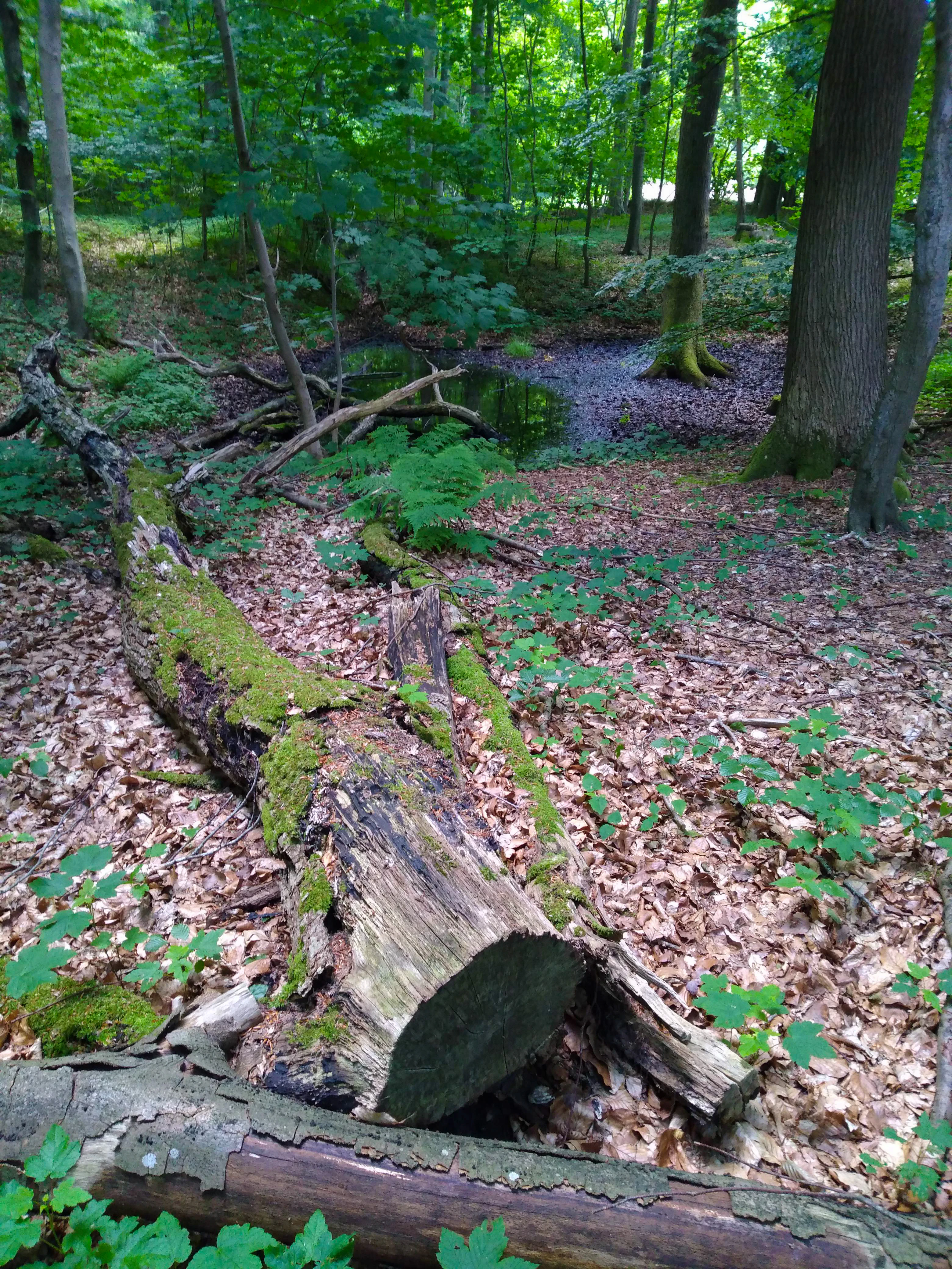 A large, moss-covered fallen log lies on a forest floor covered in dead leaves, with a small, dark pond visible in the background among deciduous trees.