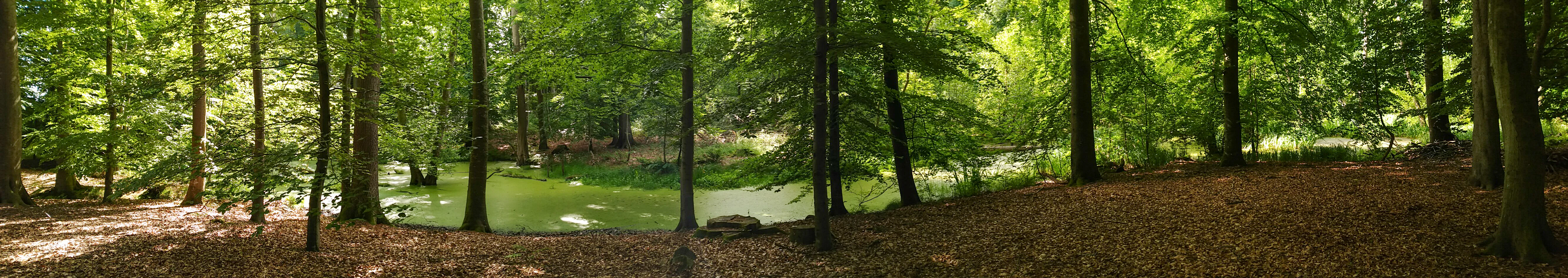 A wide panoramic view of a lush deciduous forest in summer with a small, algae-covered pond nestled among the trees.