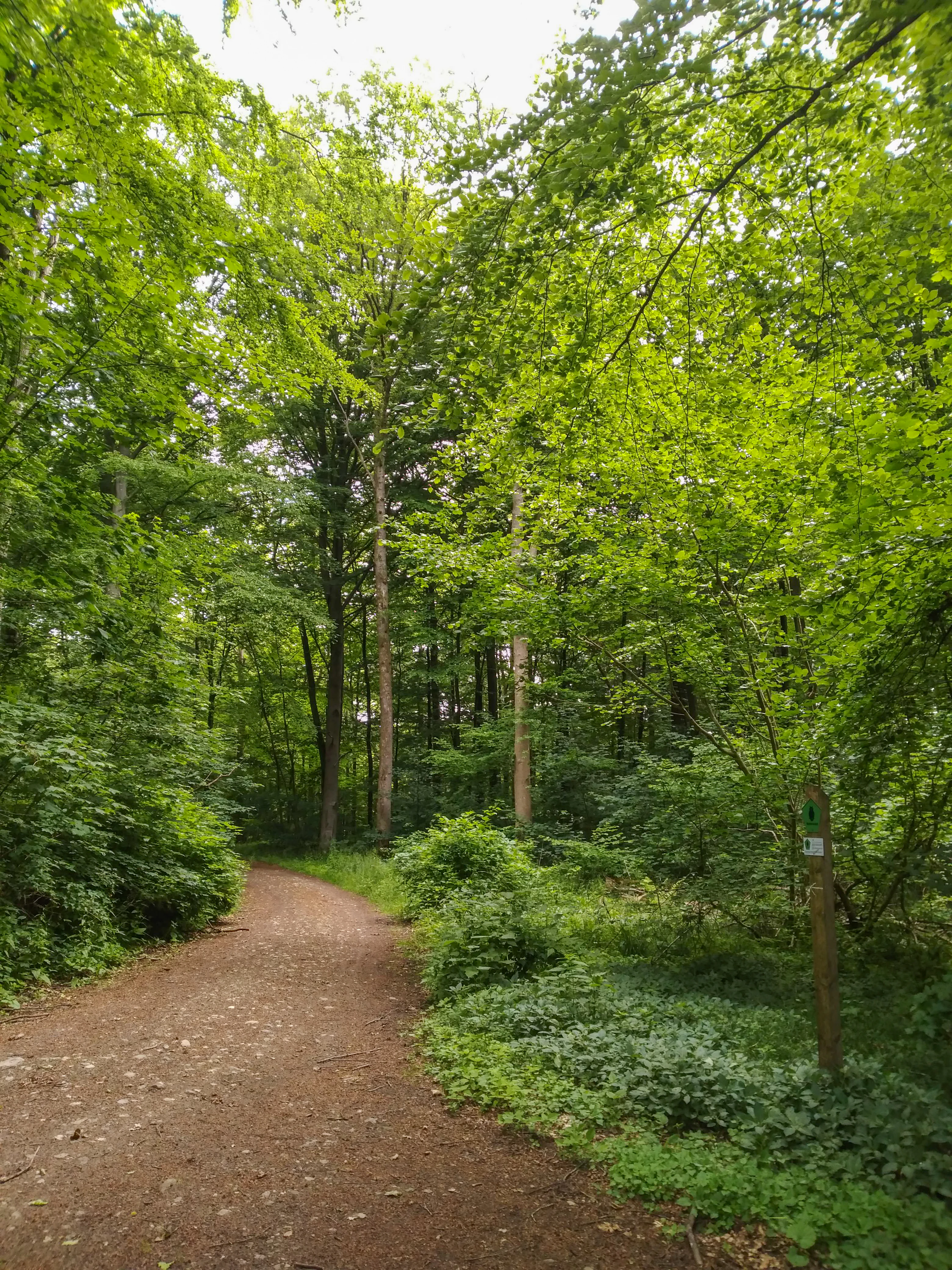 A dirt hiking trail leads into a dense green deciduous forest with a small wooden trail marker post on the right side.