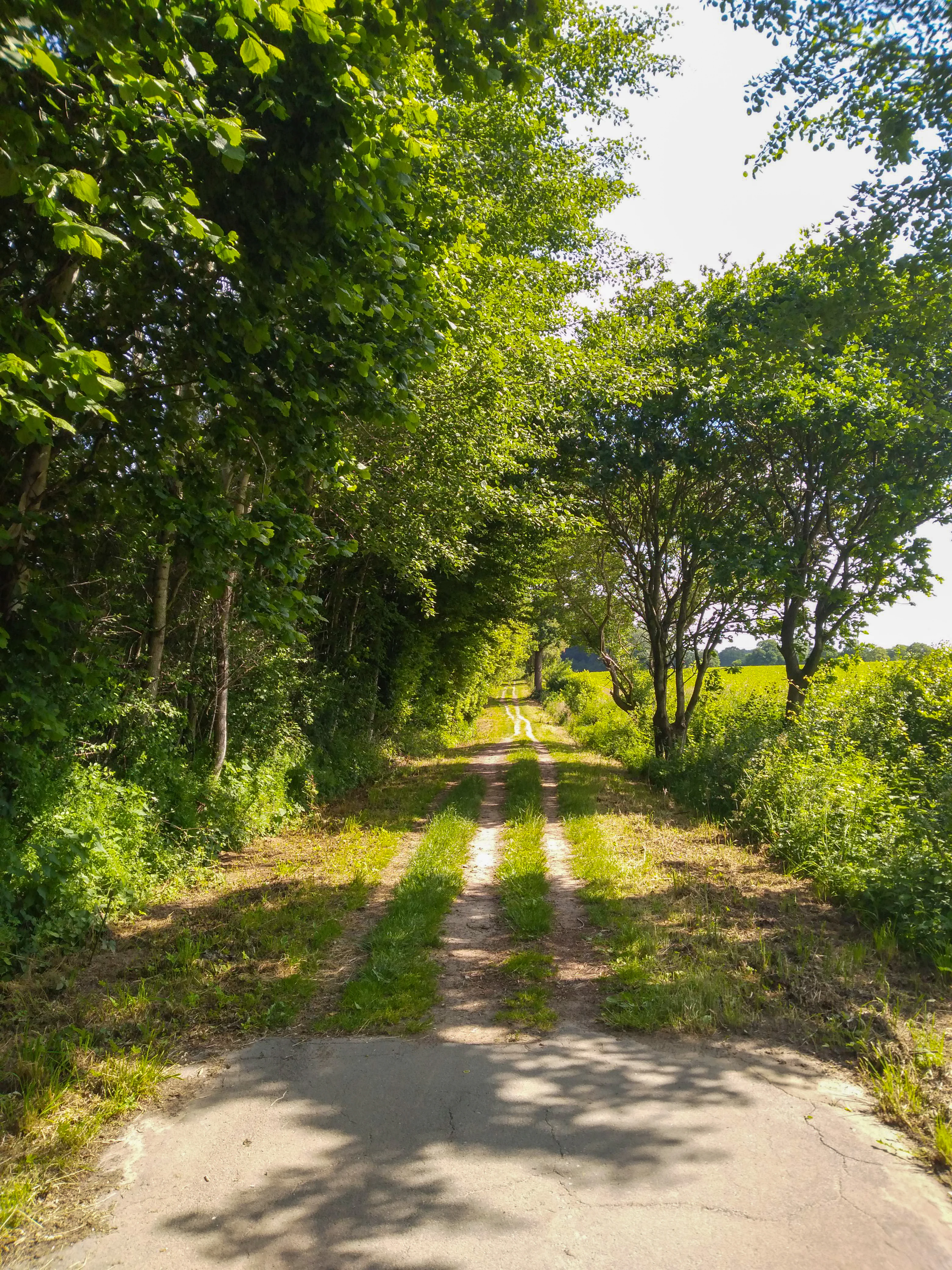 A narrow, unpaved rural path lined with dense green trees on one side and an open field on the other, receding into the distance under bright sunlight.