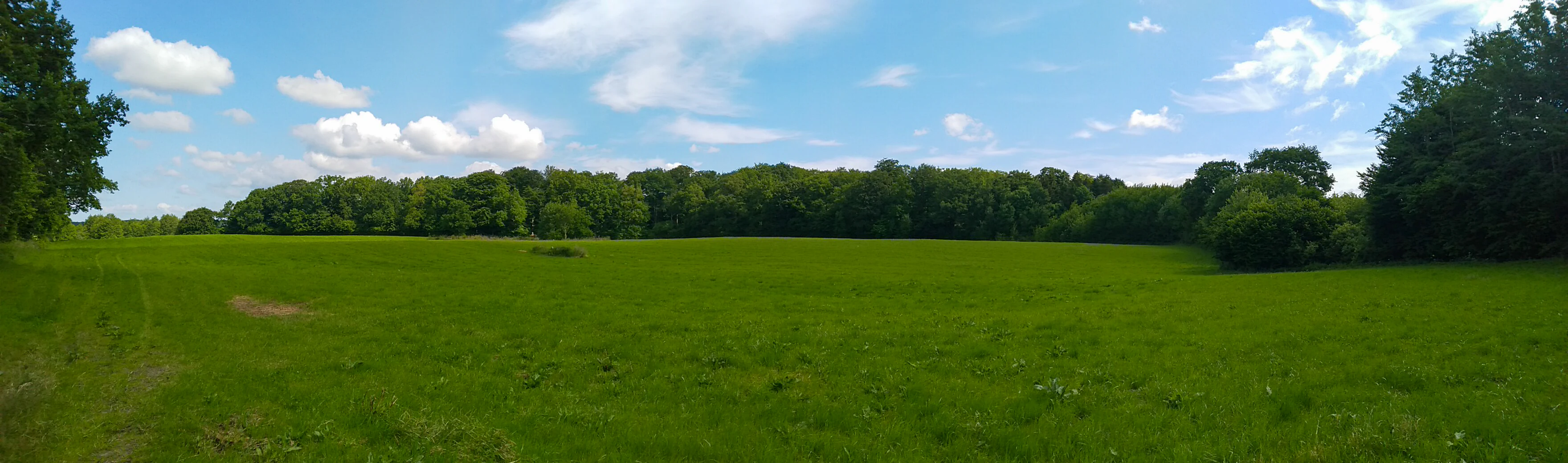 Panoramic landscape of a green grassy field under a bright sky with fluffy white clouds, surrounded by dense green deciduous forest.