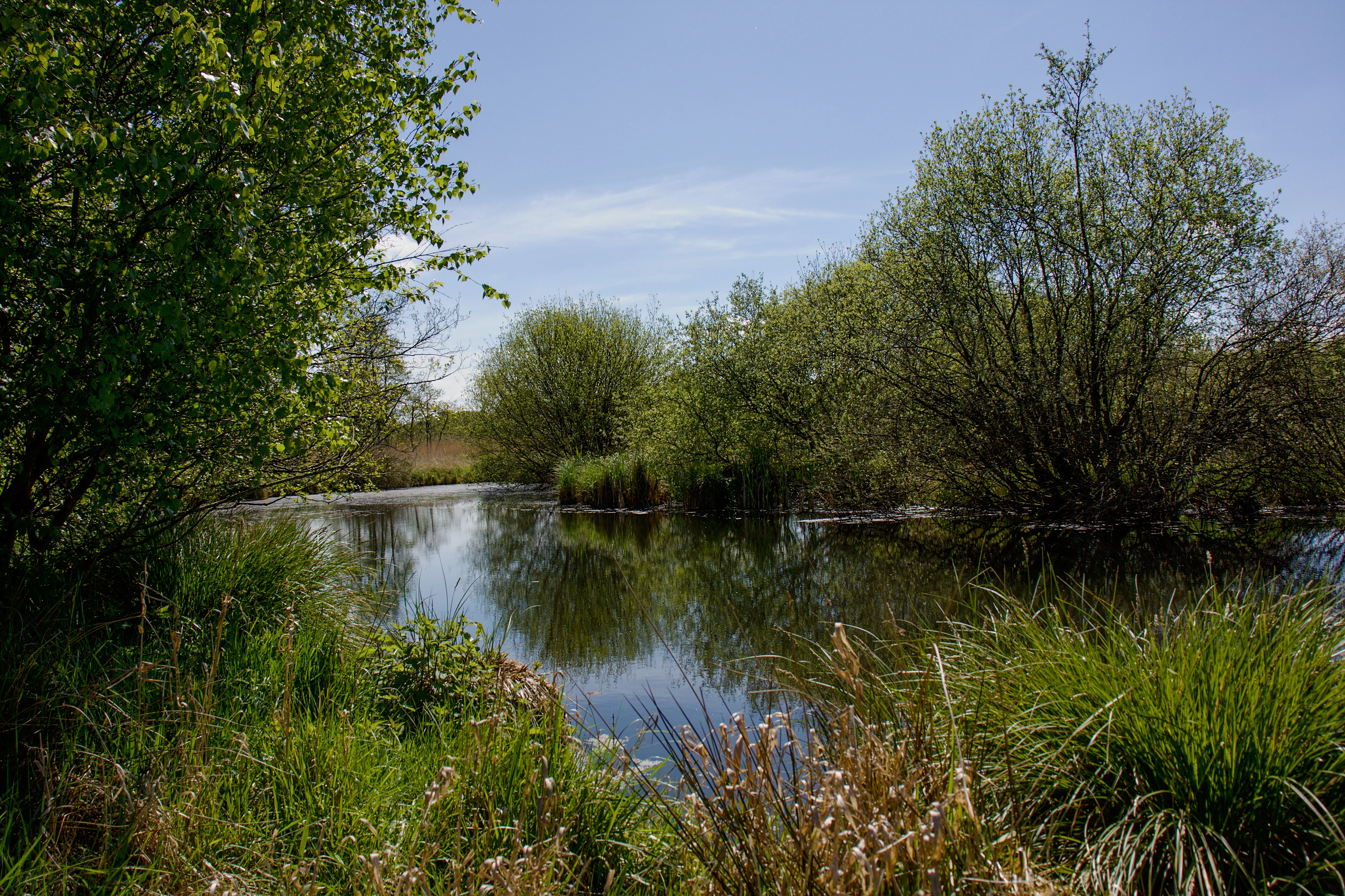 A calm, reflective pond surrounded by green trees, shrubs, and tall grasses under a clear blue sky.