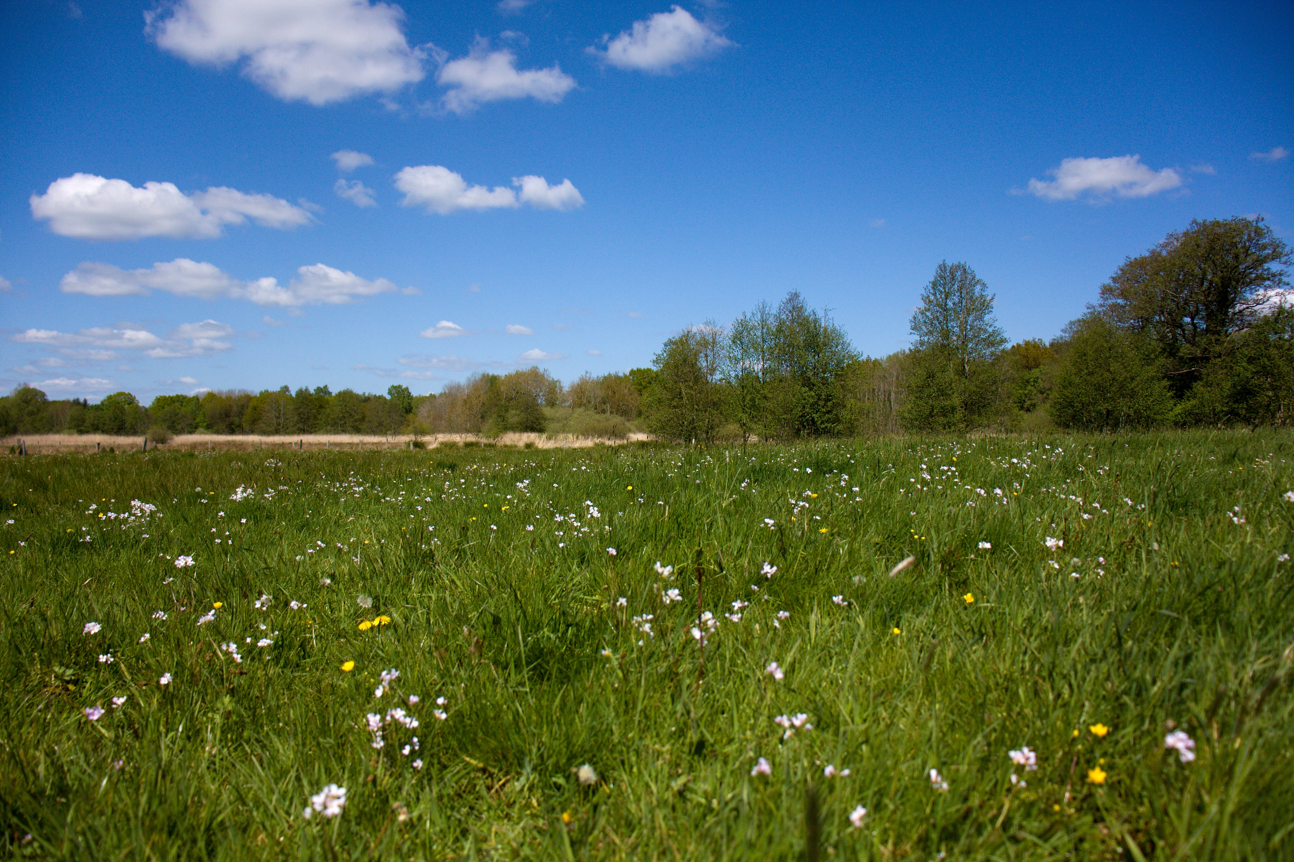 A wide, low-angle view of a green meadow filled with small white wildflowers under a bright blue sky with scattered clouds, with a tree line in the background.