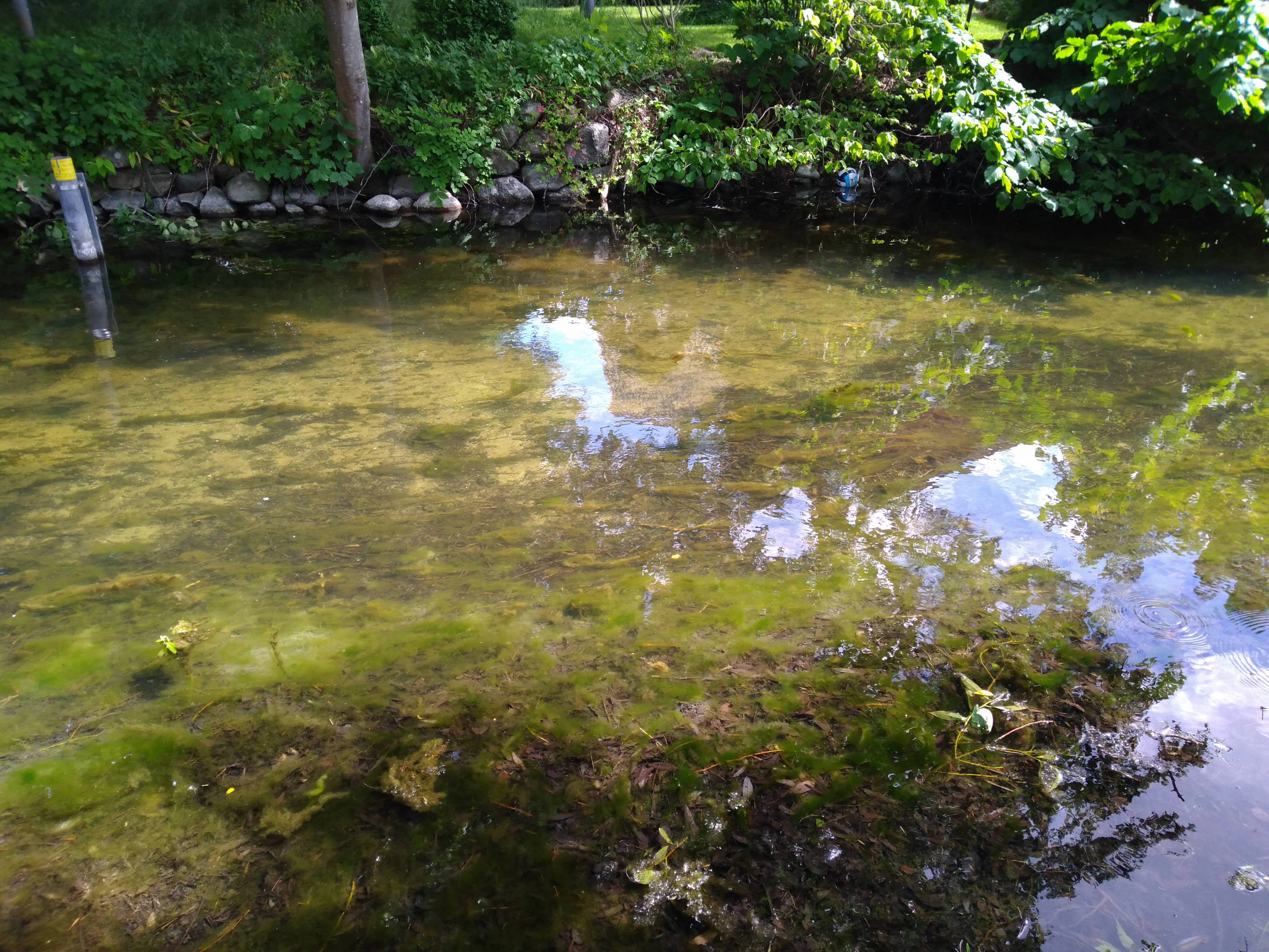 A close-up view of clear, shallow lake water with visible aquatic plants and algae, with a stone-lined bank and greenery in the background.
