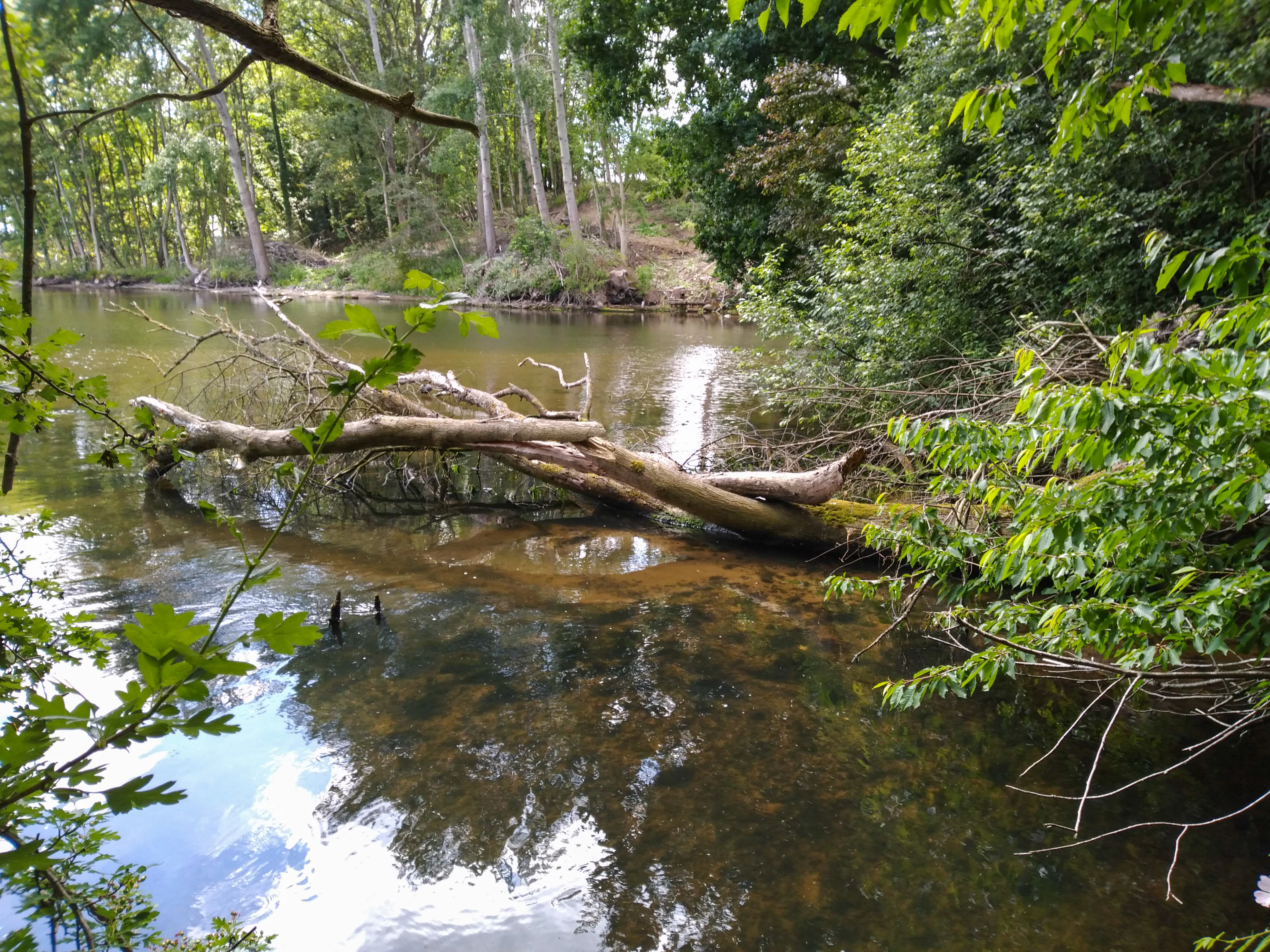 A large fallen tree trunk partially submerged in the calm, murky water of a stream, surrounded by lush green foliage and forest.