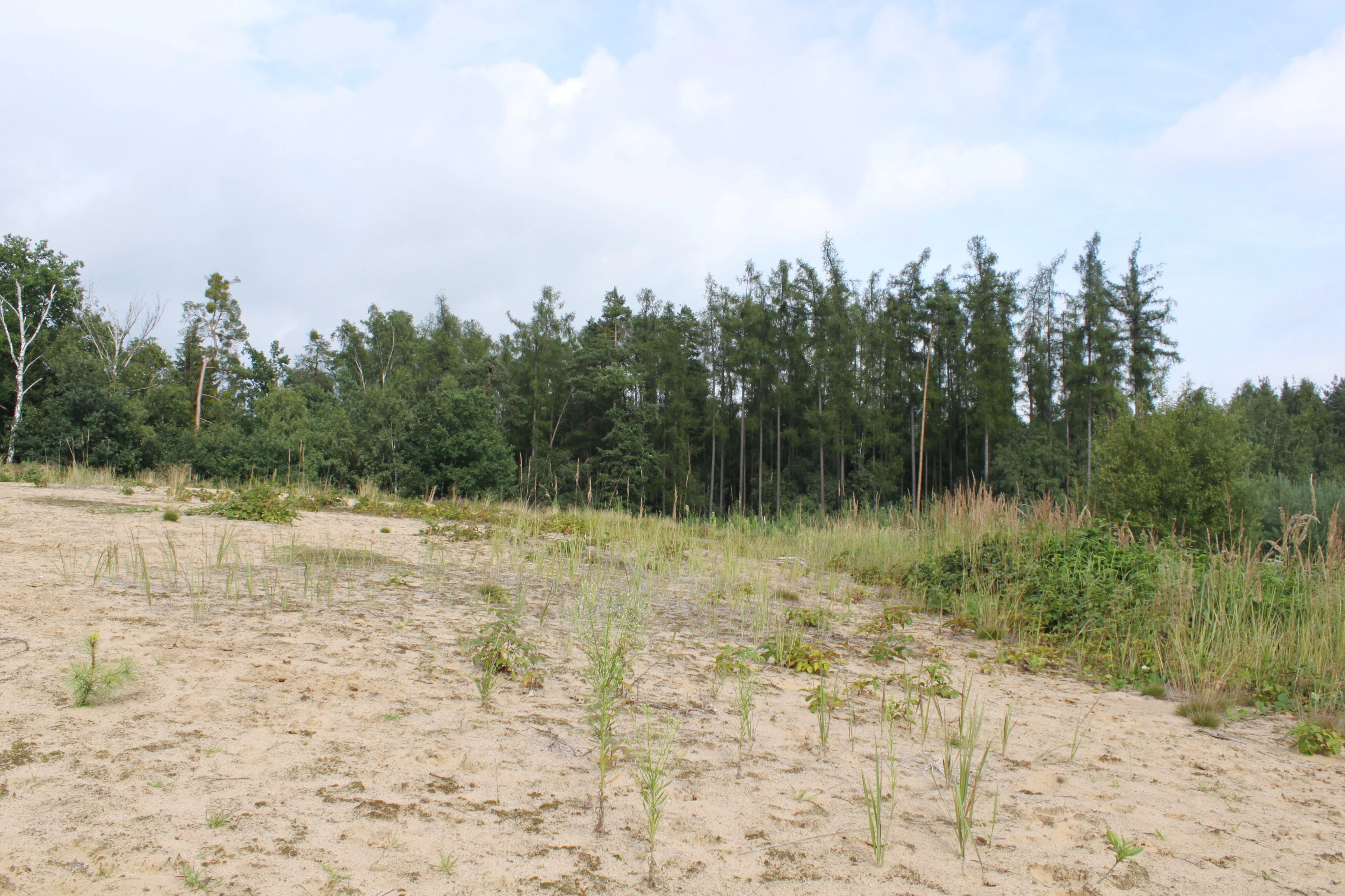 A wide view of a sandy landscape with sparse grasses and low shrubs, backed by a dense line of pine and deciduous trees under a cloudy sky.
