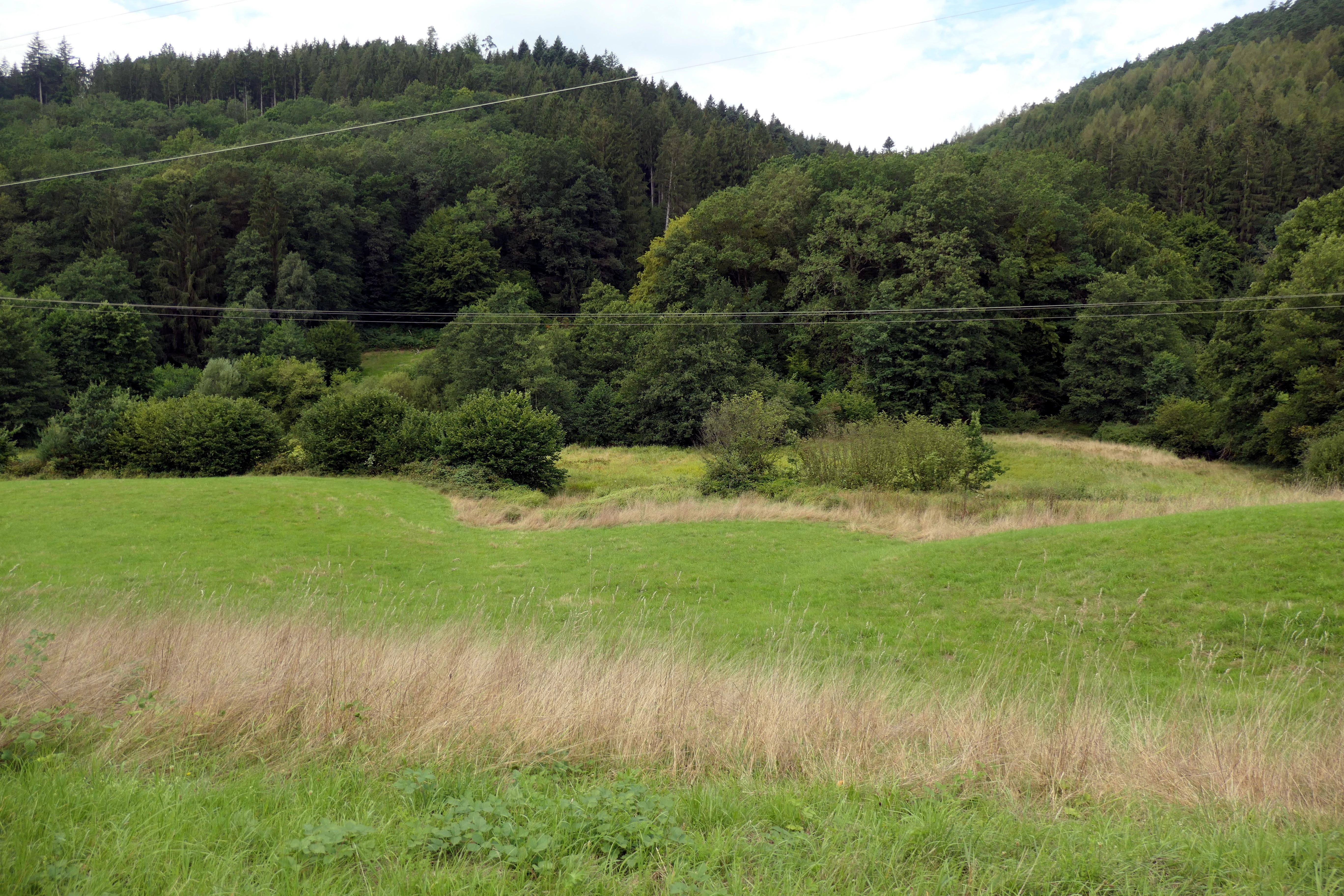 A wide shot of a green valley landscape with tall grasses in the foreground, a meadow, and a dense forest covering the hillside in the background under an overcast sky.