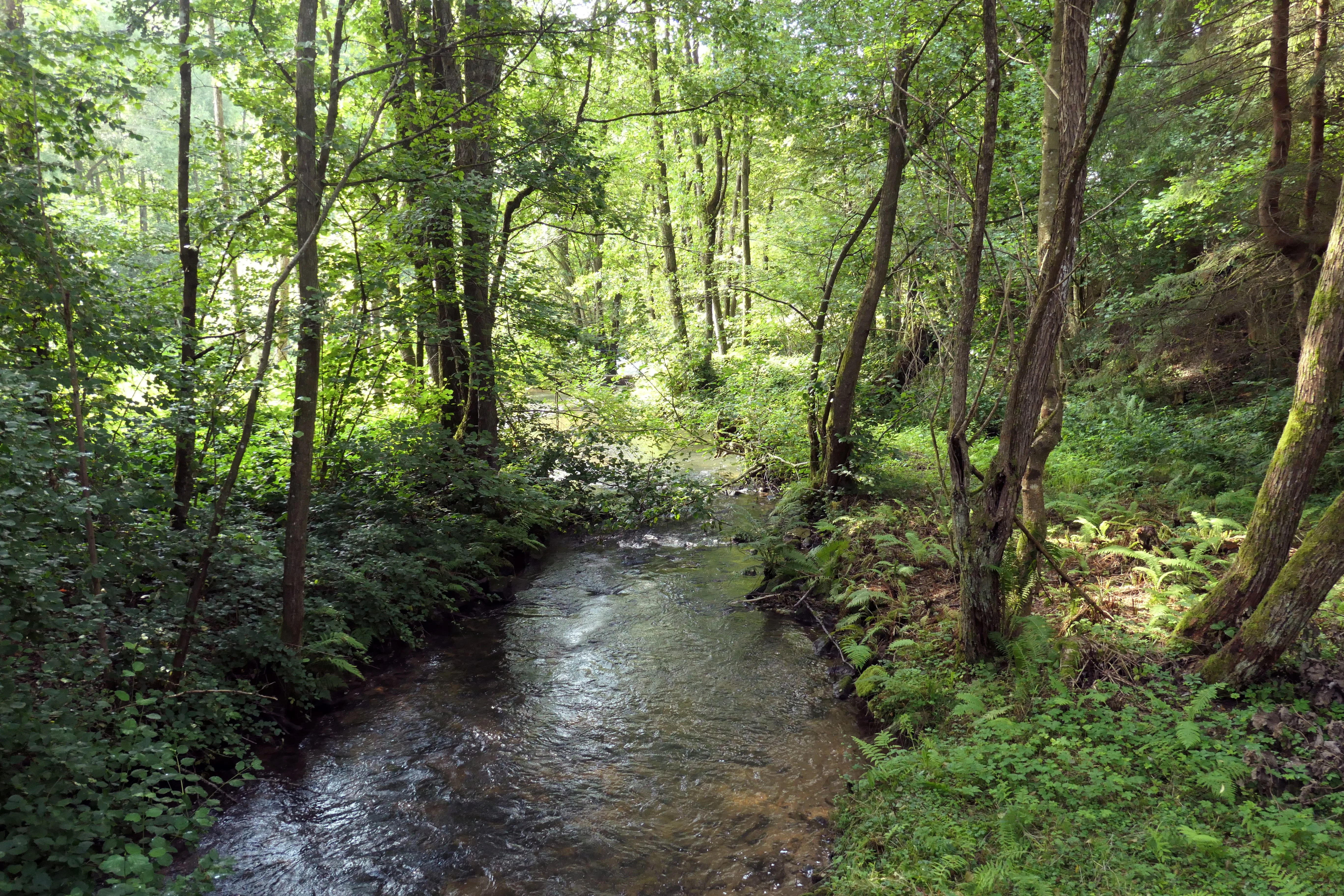 A small, narrow river flows through a dense, green forest with sunlight filtering through the trees, highlighting ferns and deciduous woodland vegetation on the banks.
