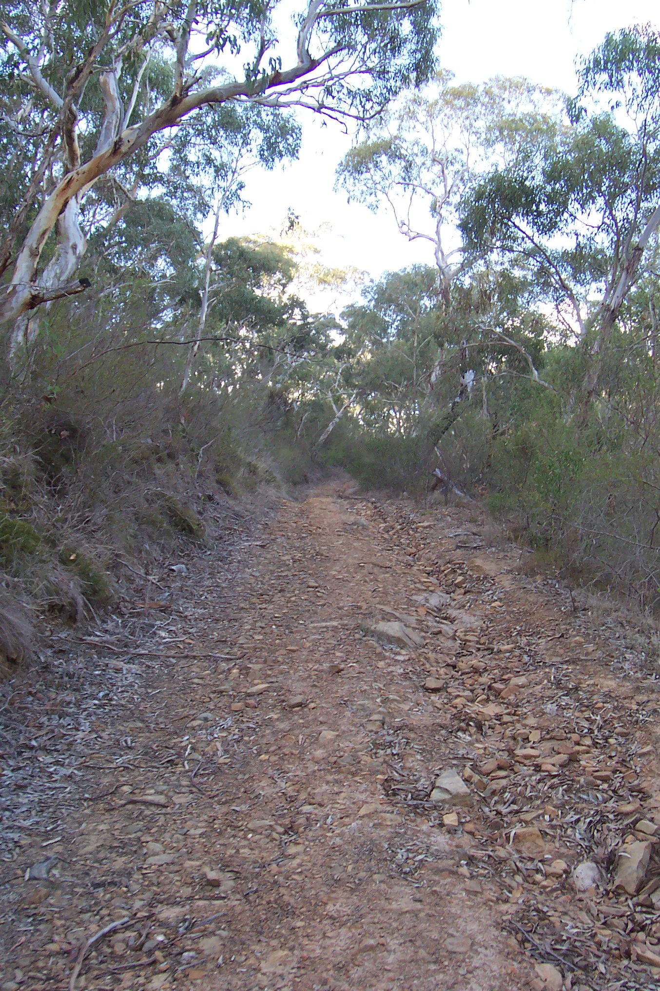 A narrow, unpaved walking trail covered in small loose stones and dry leaves, leading uphill through an open forest of eucalyptus trees with pale bark.