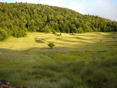 Grassy field with scattered trees and dense forested hills under a partly cloudy sky