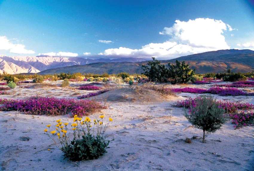 Wide shot of a desert landscape during spring with patches of pink and yellow wildflowers in the foreground, sparse desert shrubs, and distant mountain ranges under a clear blue sky with some clouds.